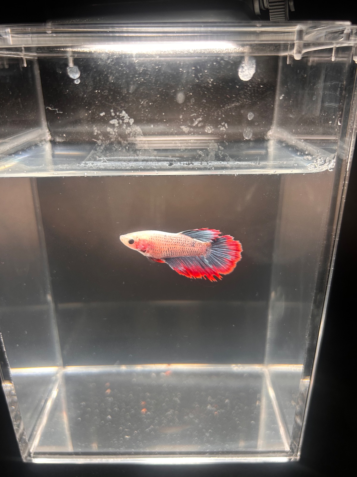 Flare — Pink, Red, Blue Male betta fish