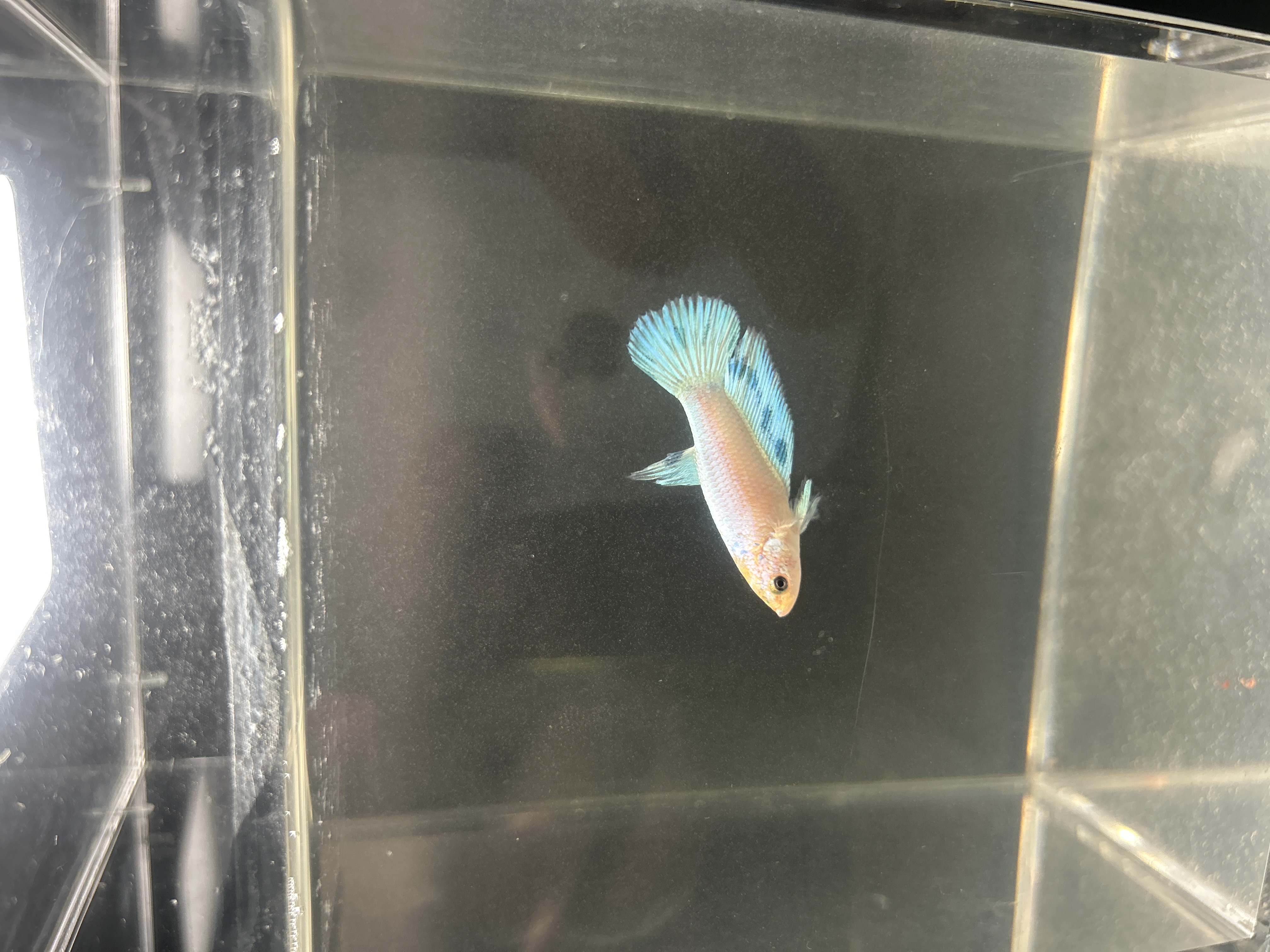 Bubbles — White, Blue Male betta fish