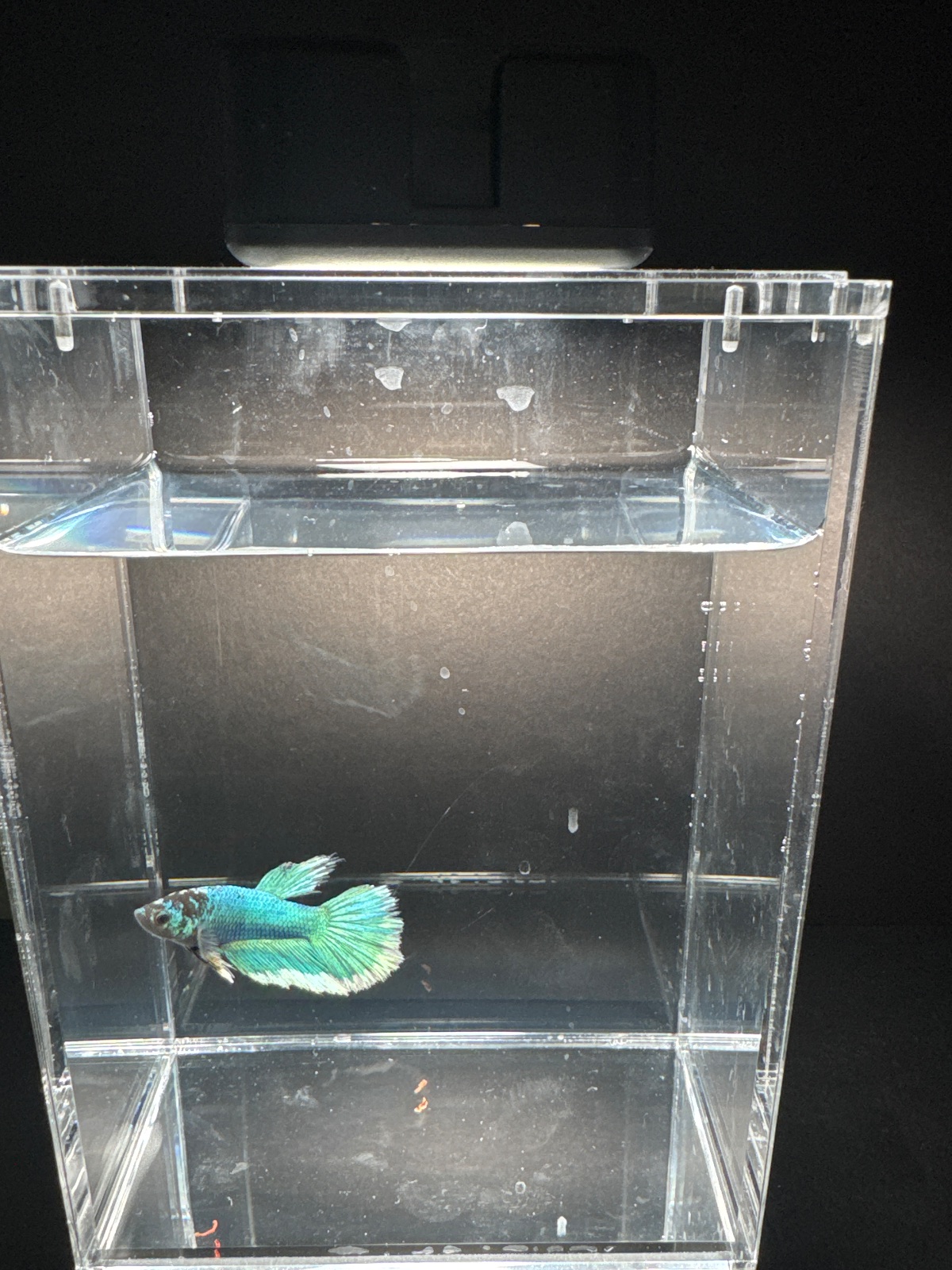 Muffin — Blue, Green, Black Male betta fish