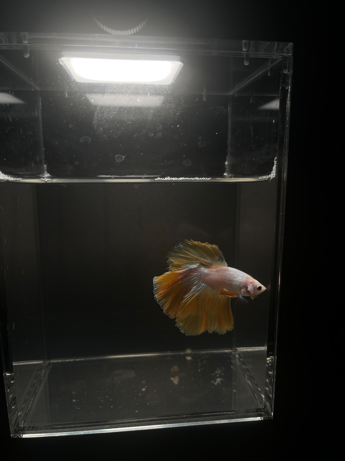 Sunflower — Orange, White Male betta fish