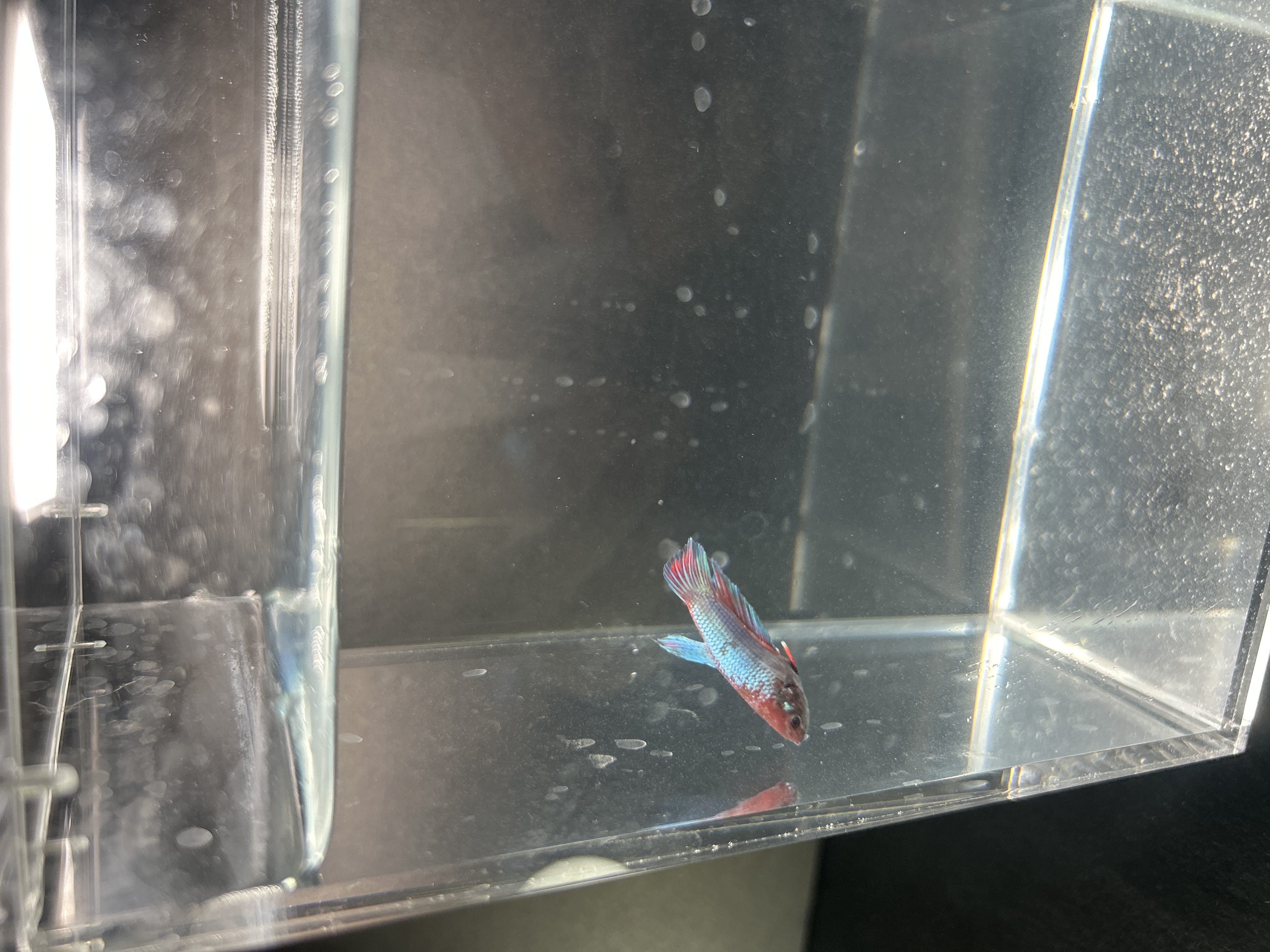 Blaze — Red, Blue, Green, Multicolour Male betta fish