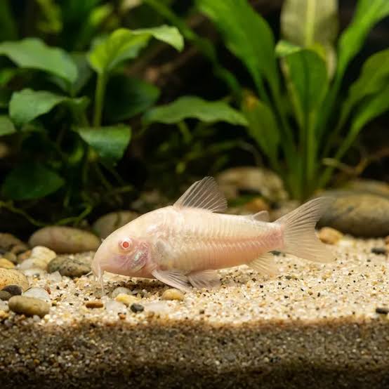 Albino Corydora (Mix) — Pink, Red, White Male pleco / catfish