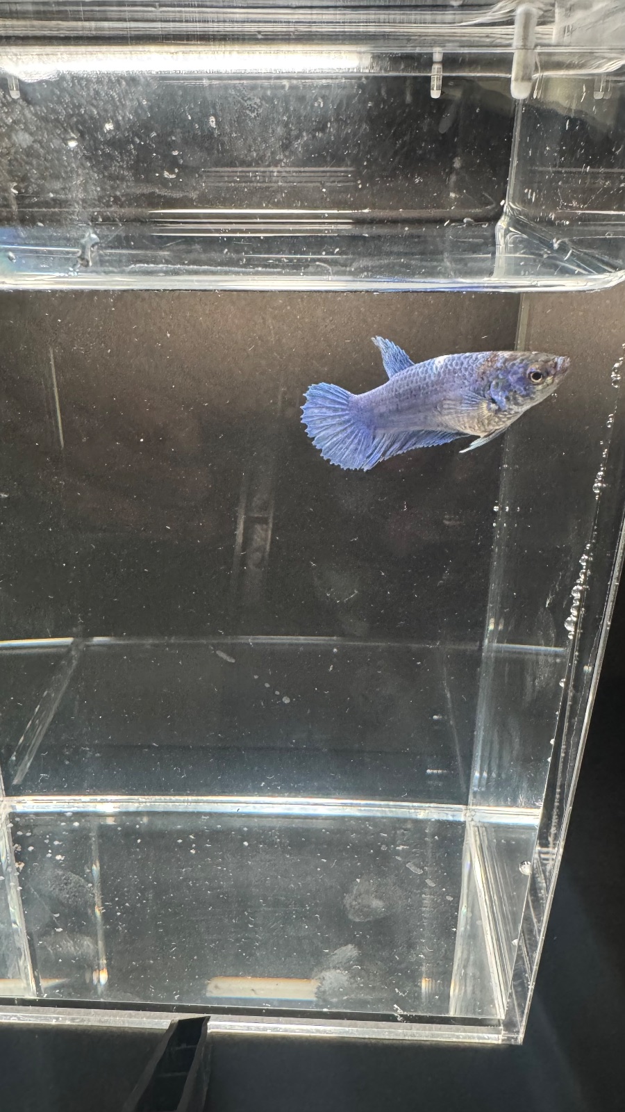Splash — Blue, White, Black Female betta fish