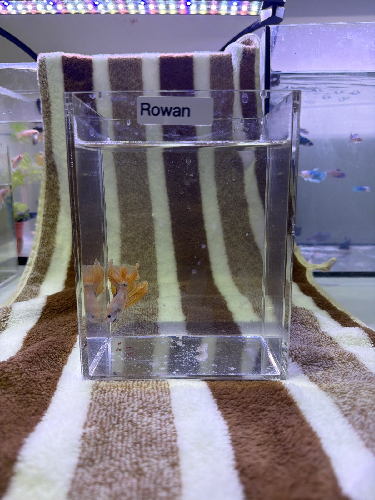 Rowan — Blue, Orange, Pink Male betta fish