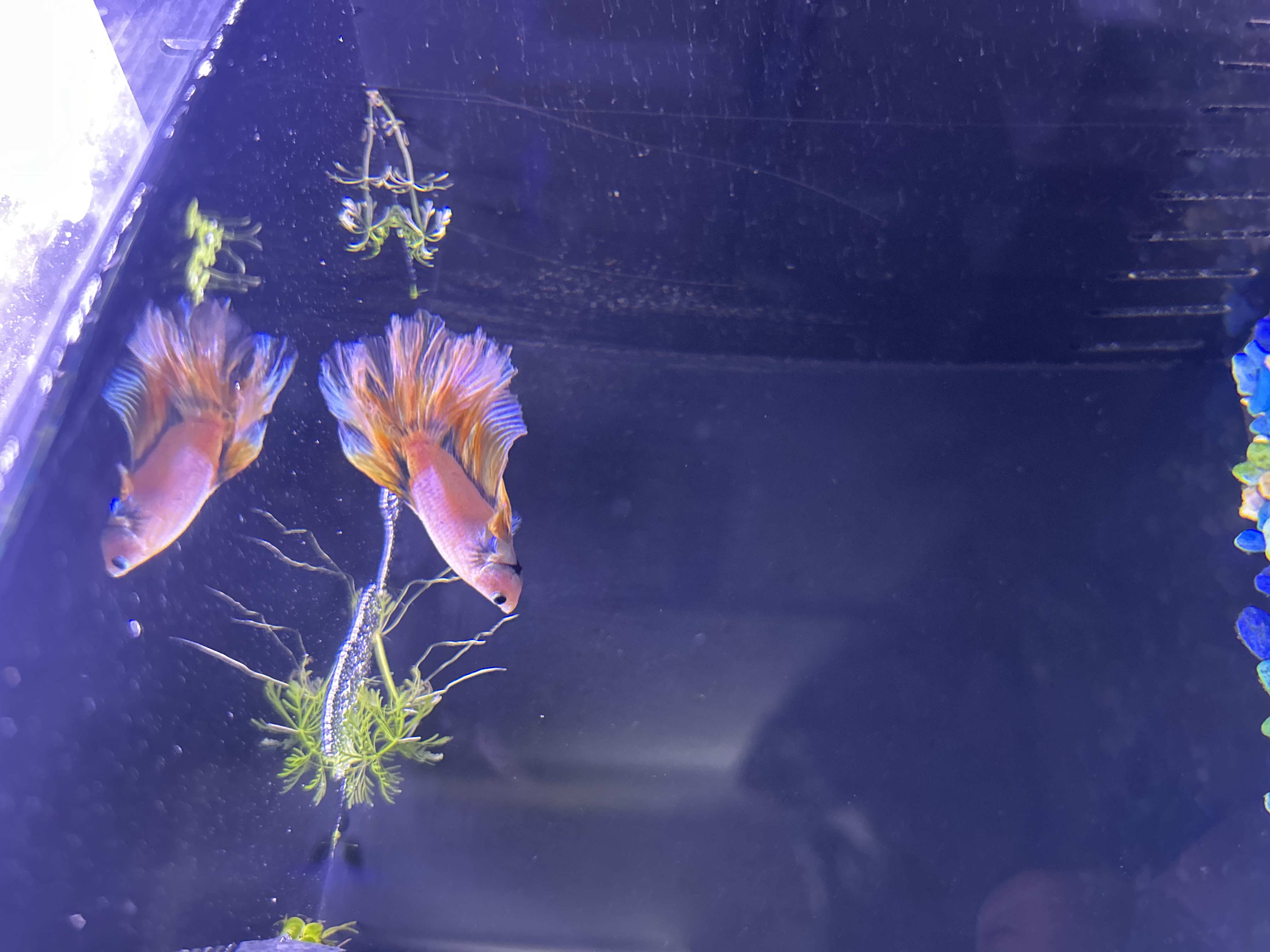 Dutch — Pink, Yellow, Blue Male betta fish