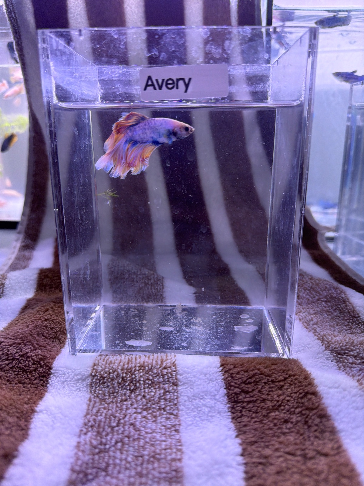 Avery — Pink, Blue, Orange Male betta fish