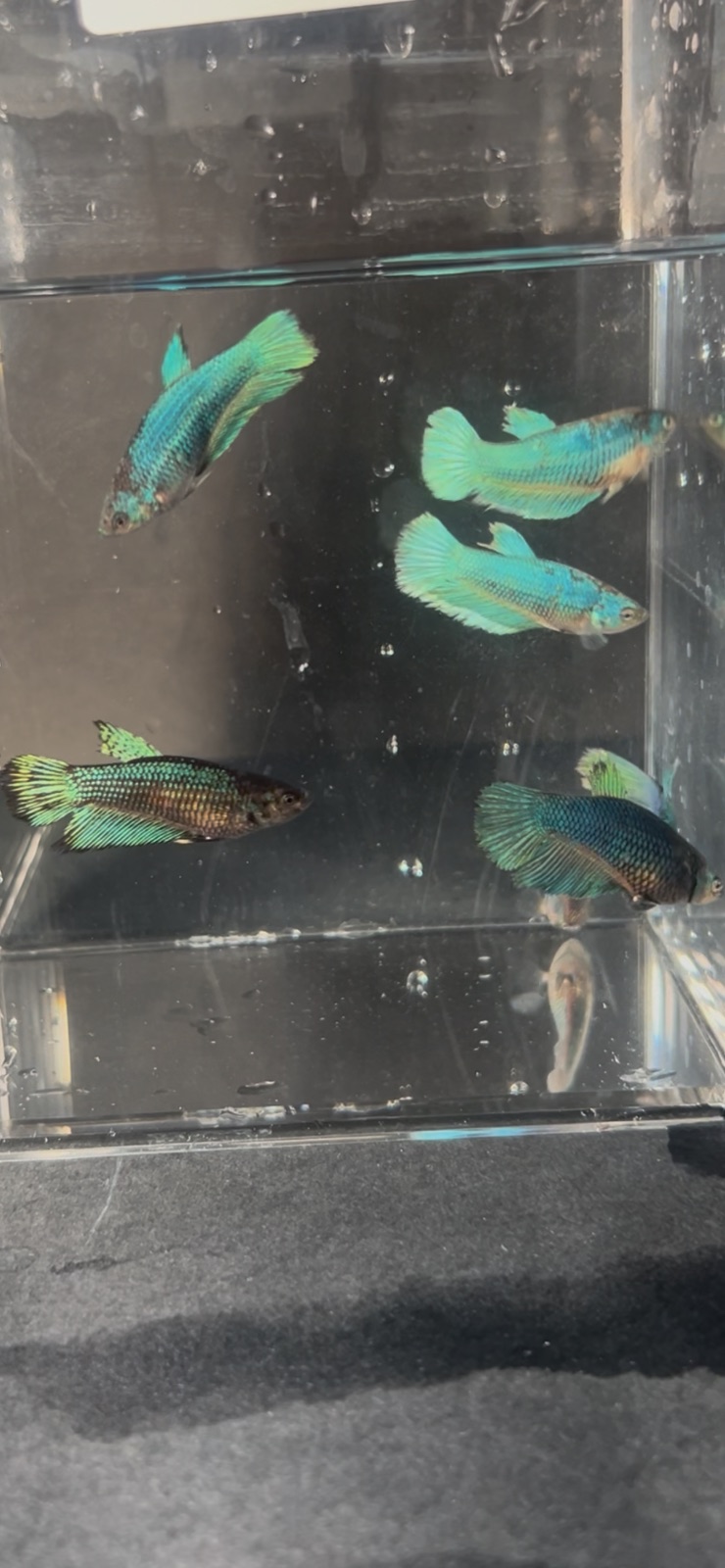 Female sorority (6) — Multicolour Female betta fish