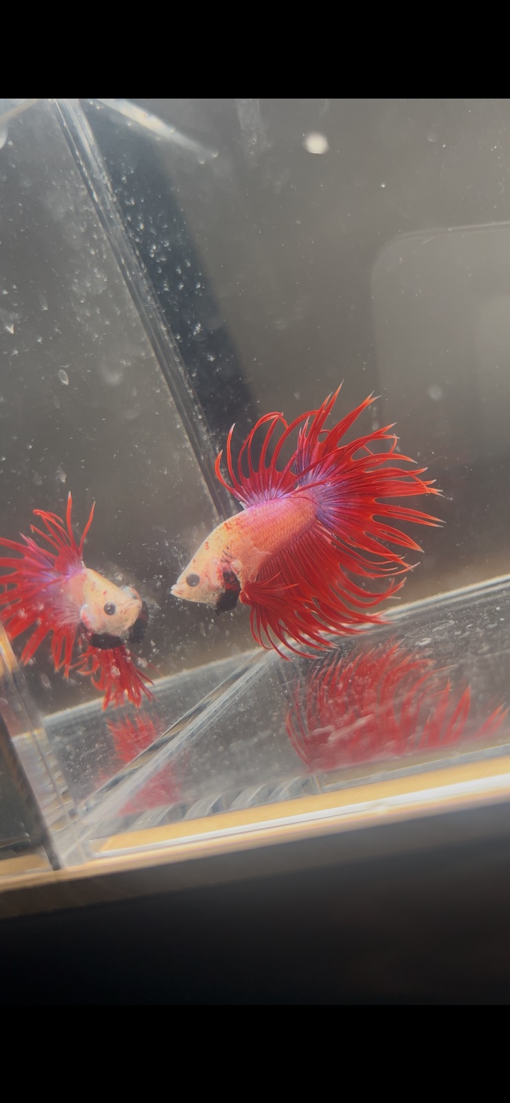 Doug — Red, Black Male betta fish
