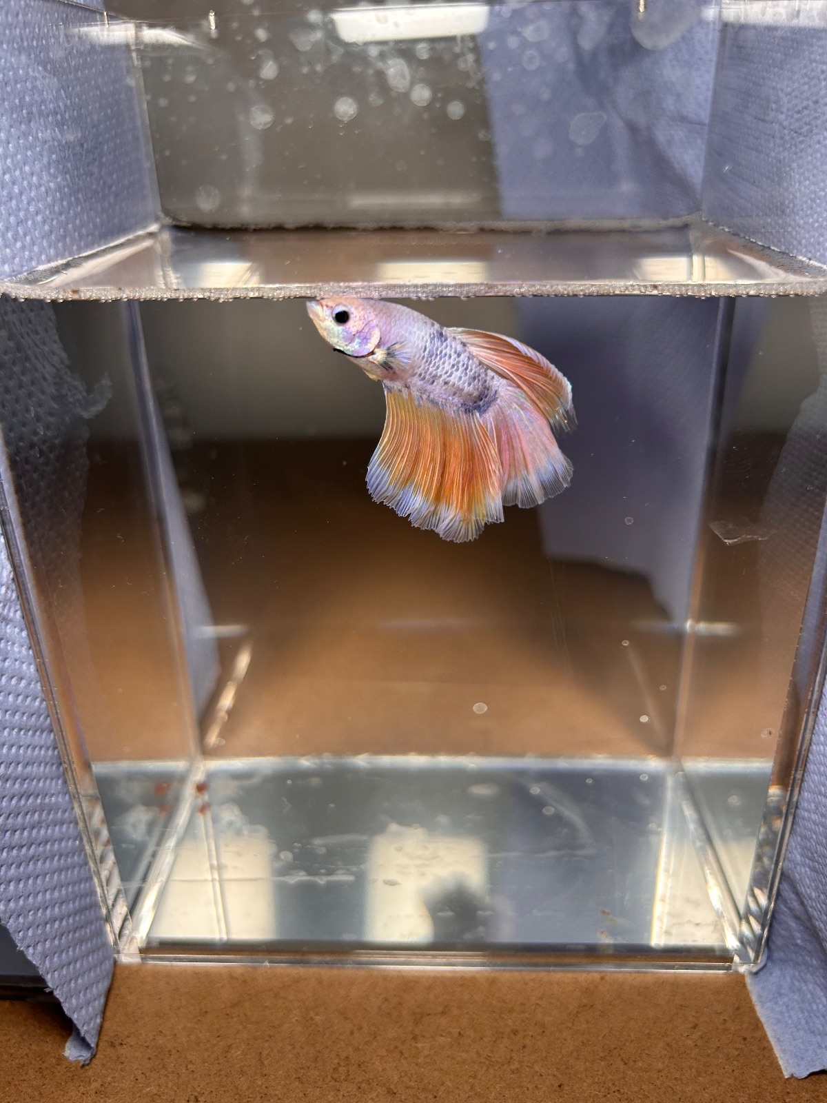 Ellis — Yellow, Purple, Blue Male betta fish