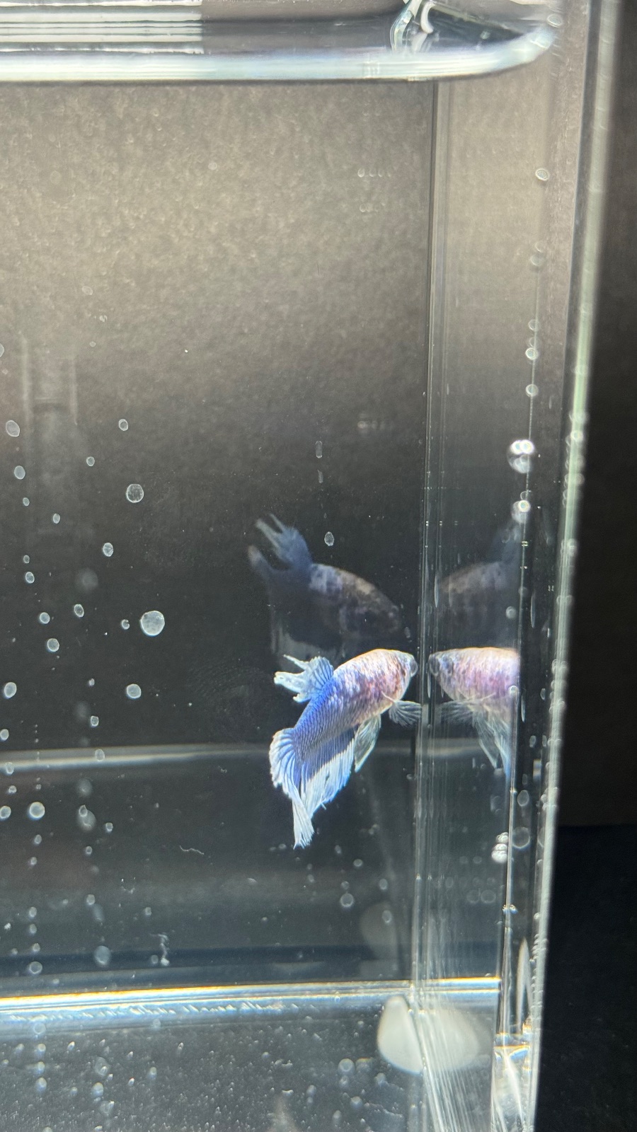 Tiger — Blue, White, Multicolour, Black Male betta fish