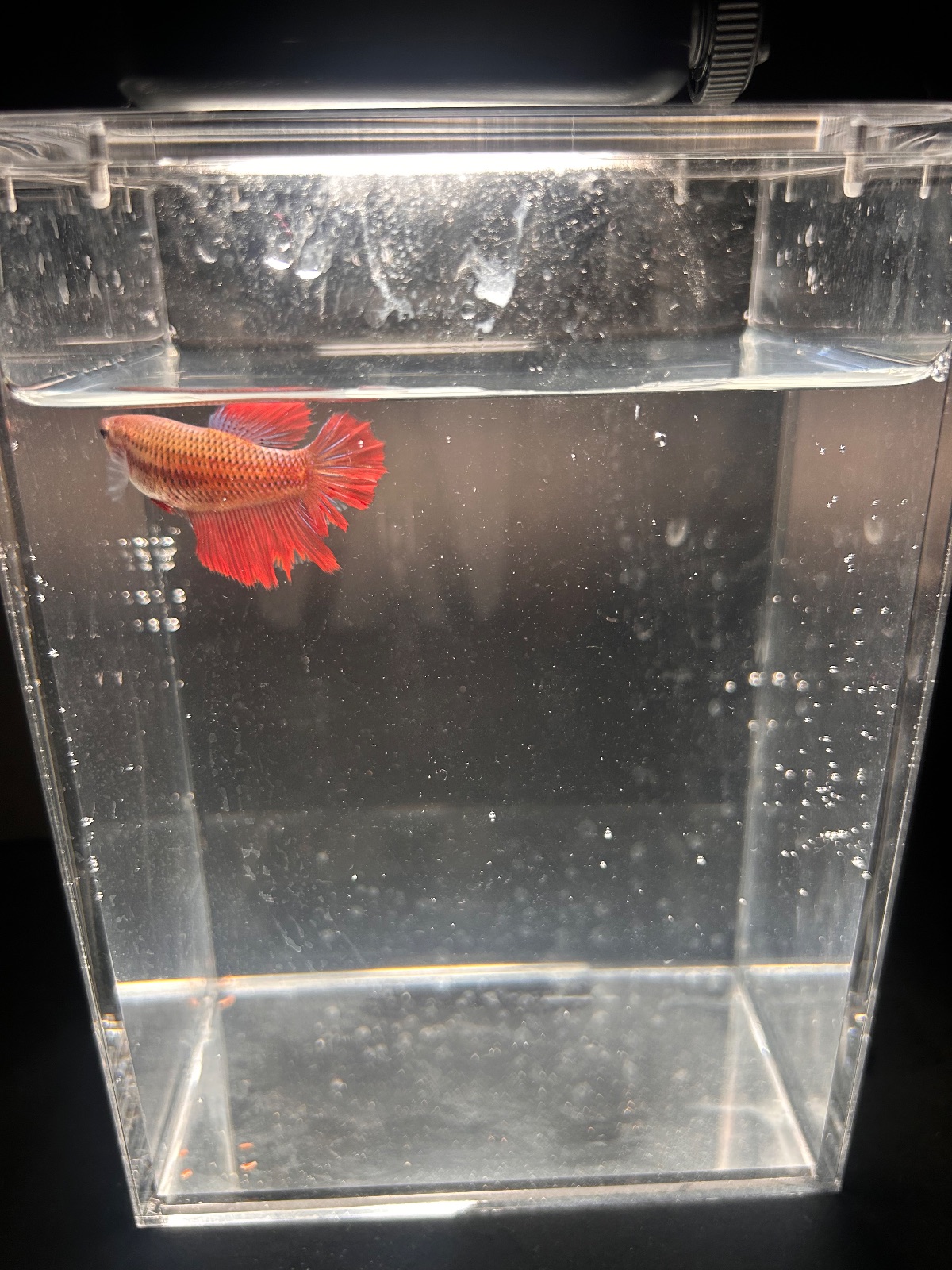 Angel — Red Female betta fish