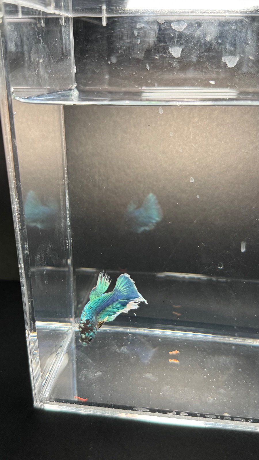 Muffin — Blue, Green, Black Male betta fish