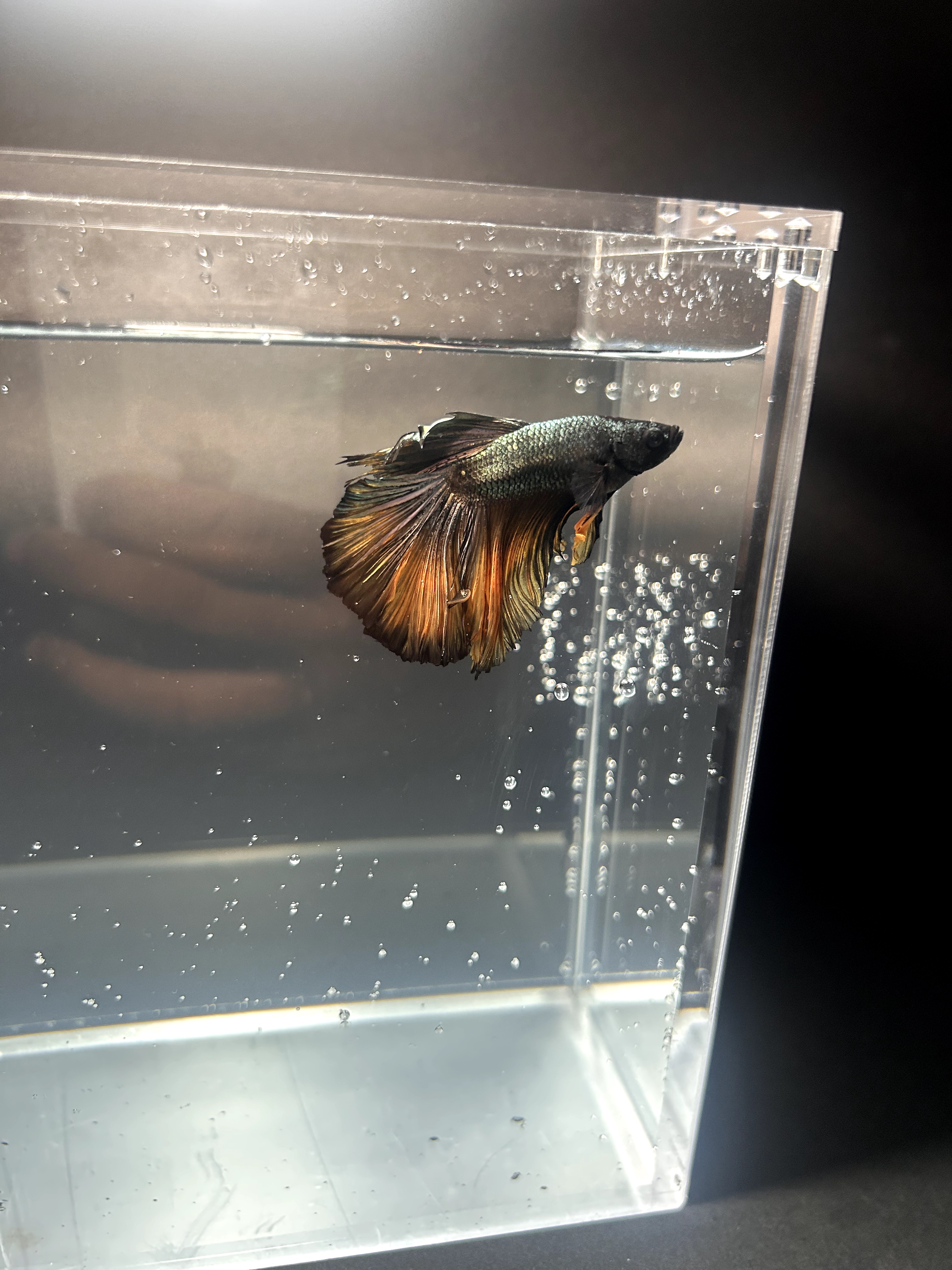mustard — Black, Yellow, Copper Male betta fish