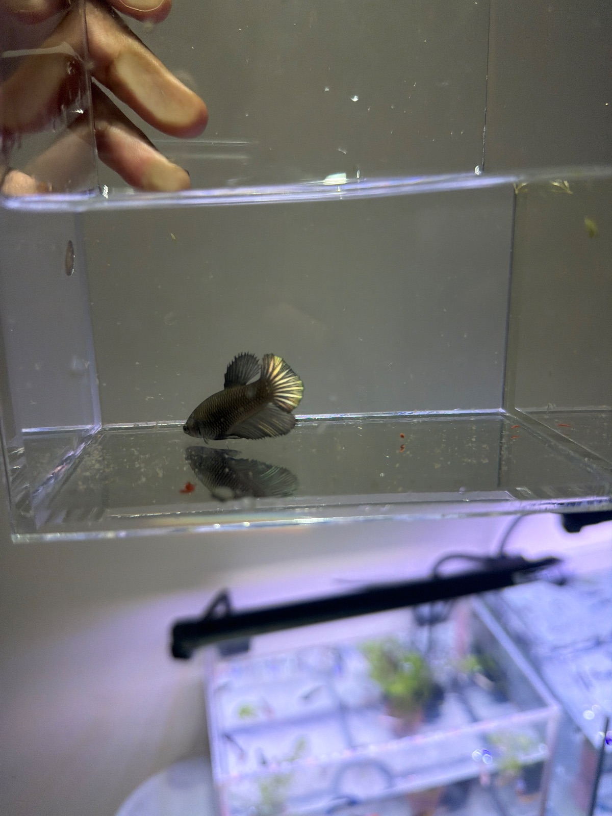 Chloe — Female betta fish