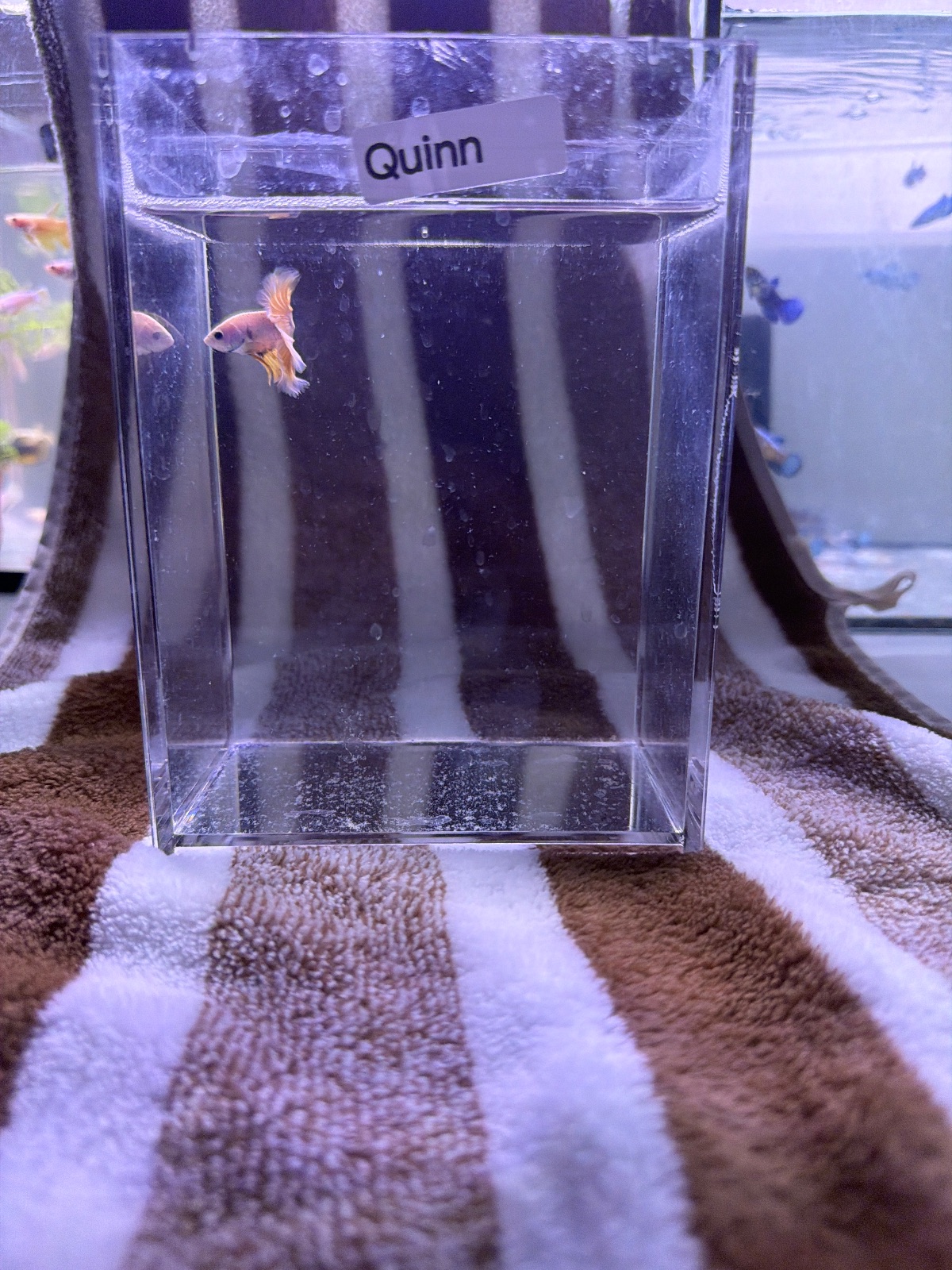 Quinn — Pink, Blue, Orange Male betta fish