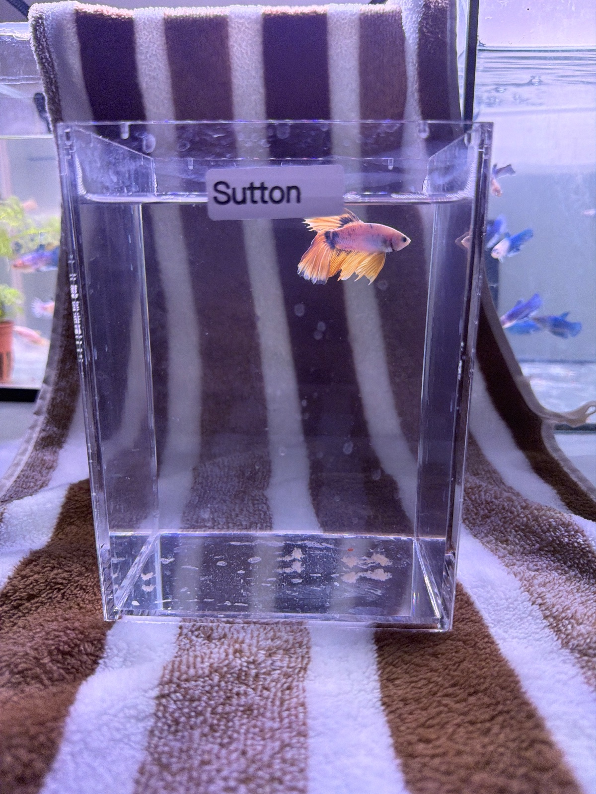Sutton — Blue, Pink, Orange Male betta fish