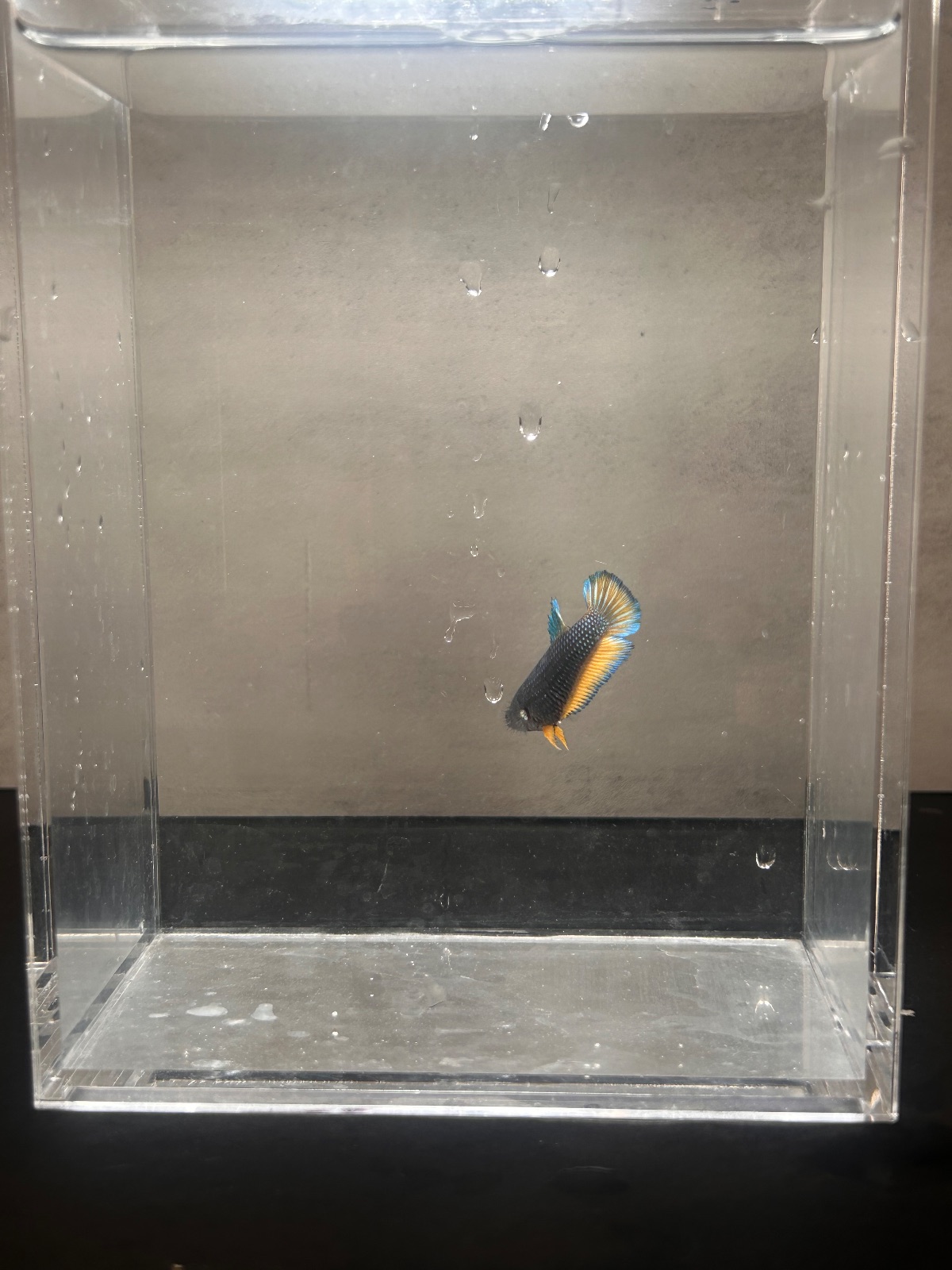 Pearl — Black, Copper Female betta fish