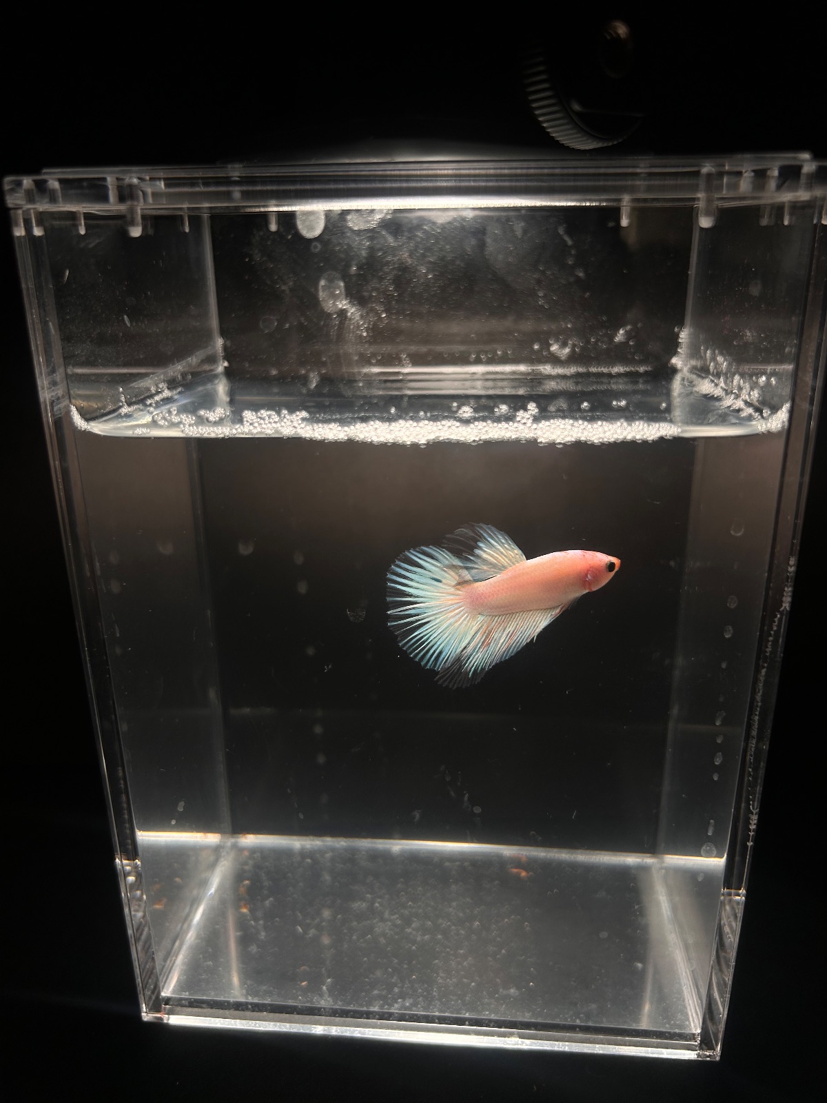 Opal — Blue, White Male betta fish