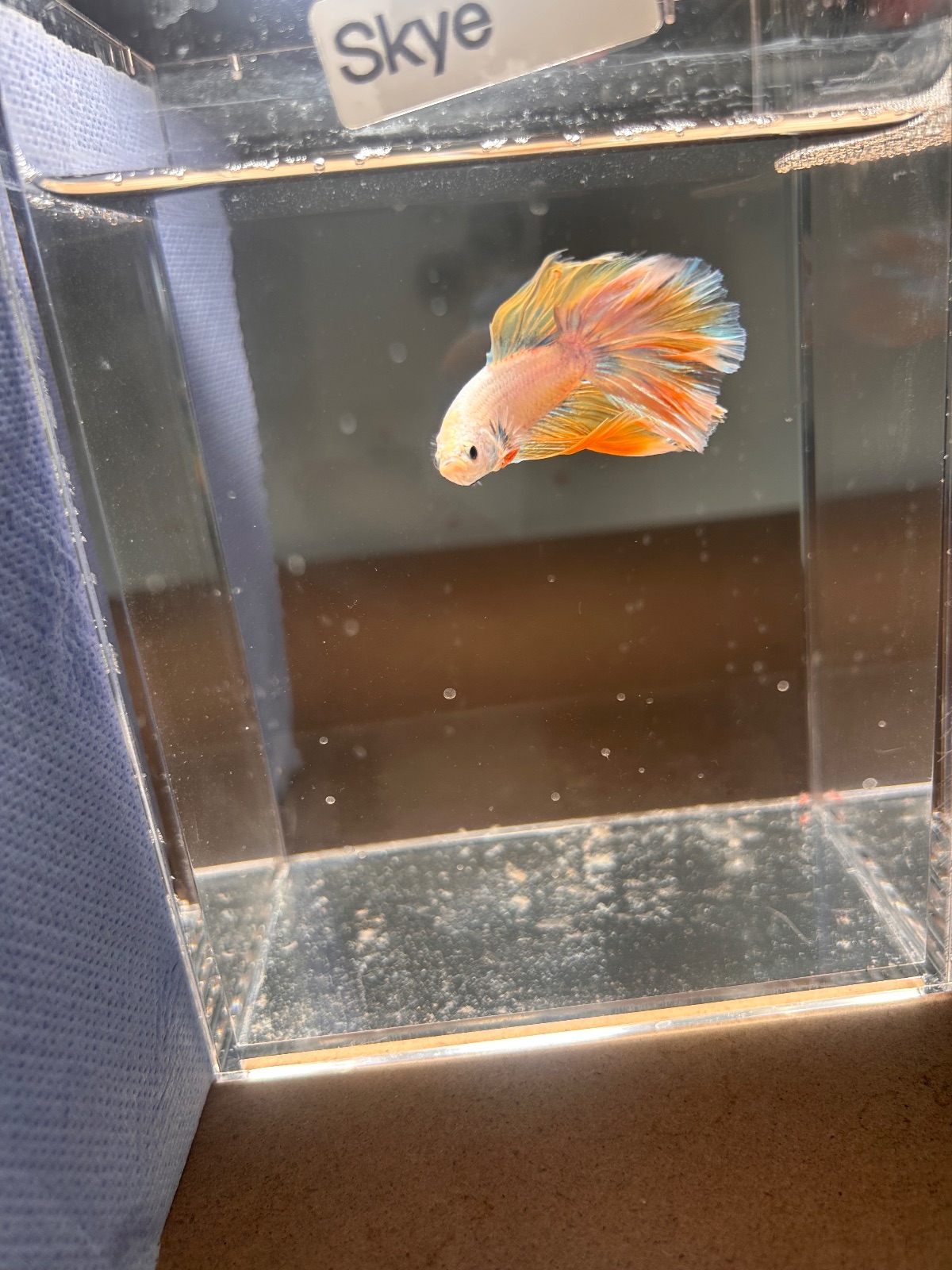 Skye — Yellow, Blue, Purple Male betta fish