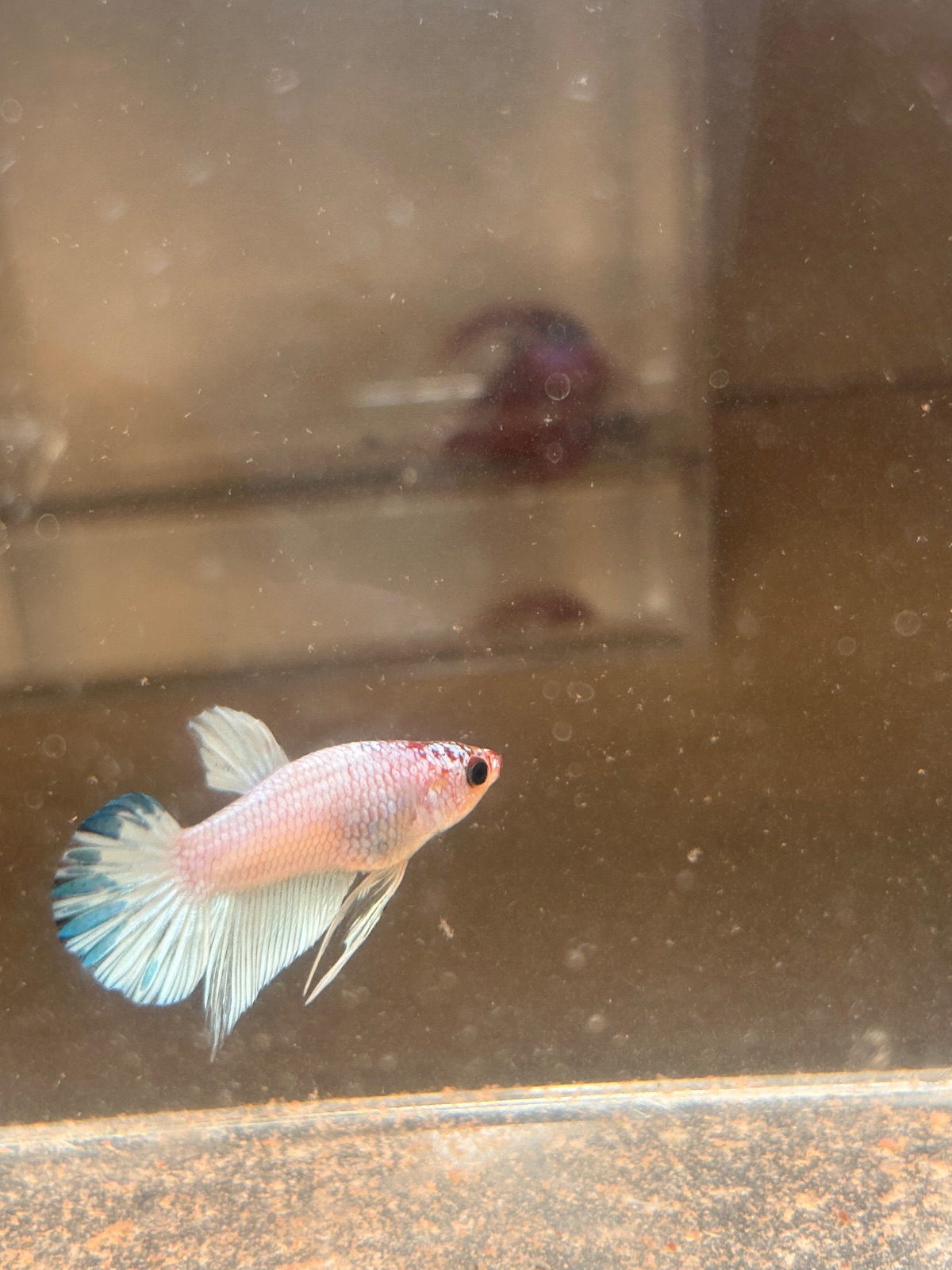 Finley — White, Blue Male betta fish