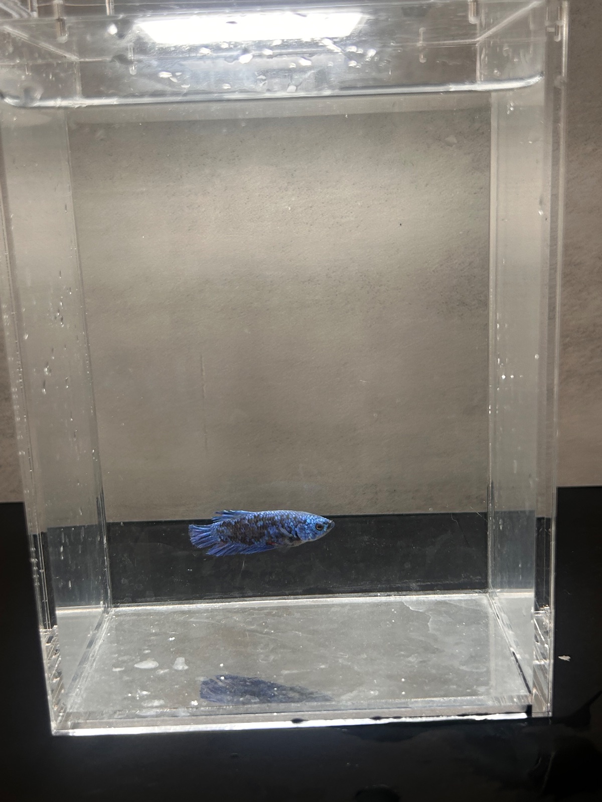 Hannah — Blue Female betta fish