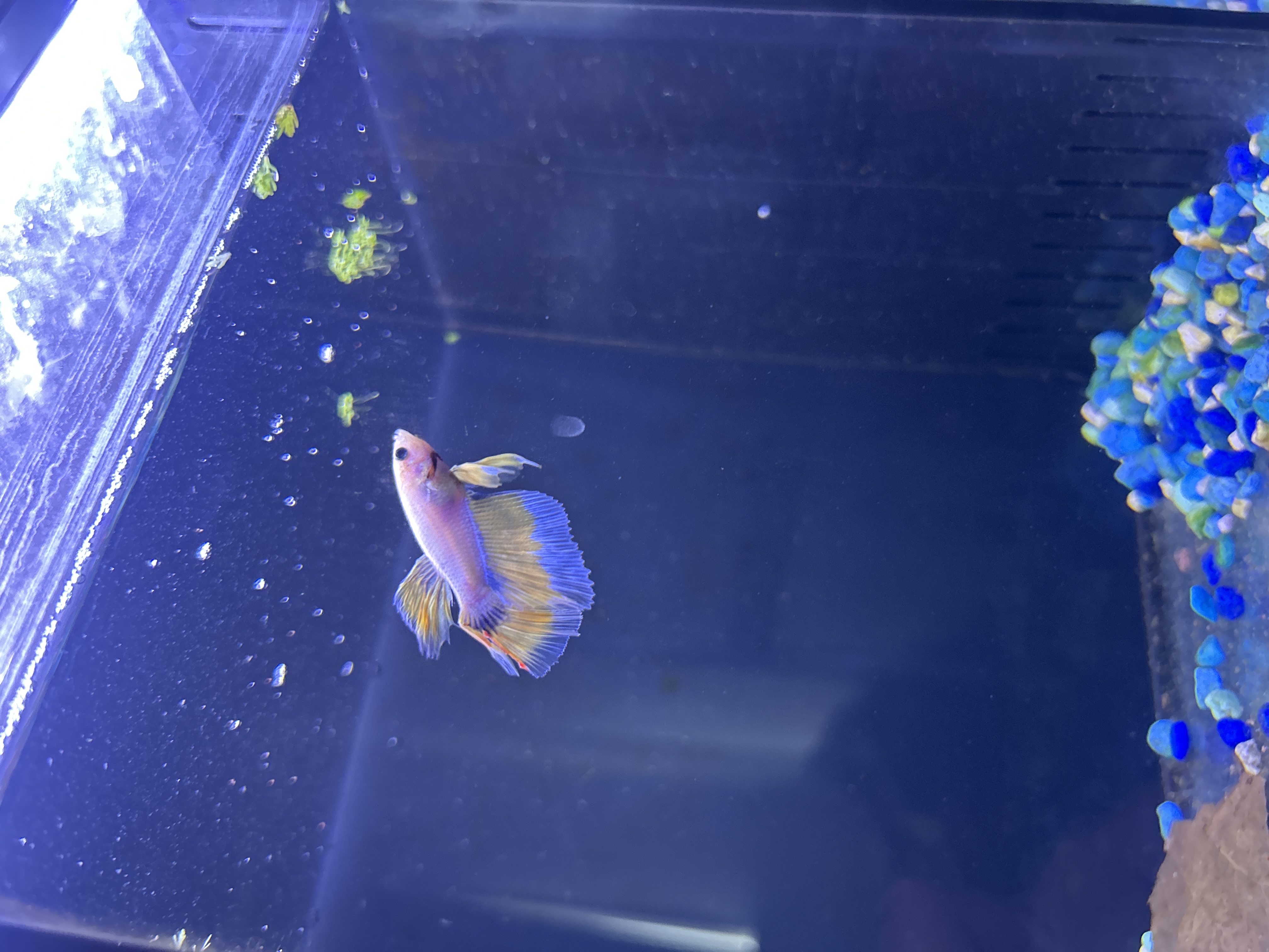 Atlas — Yellow, Pink, Blue Male betta fish