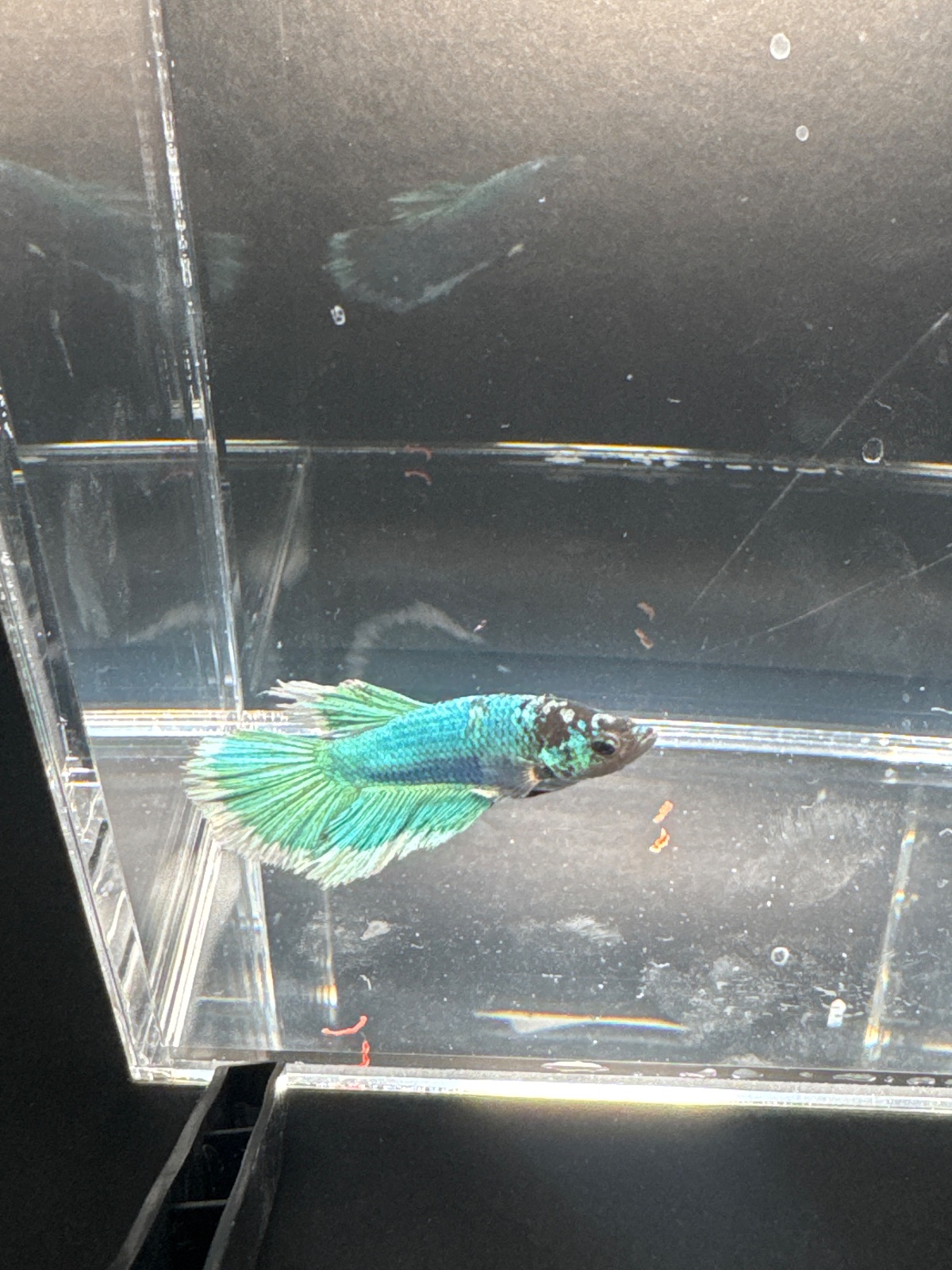 Muffin — Blue, Green, Black Male betta fish