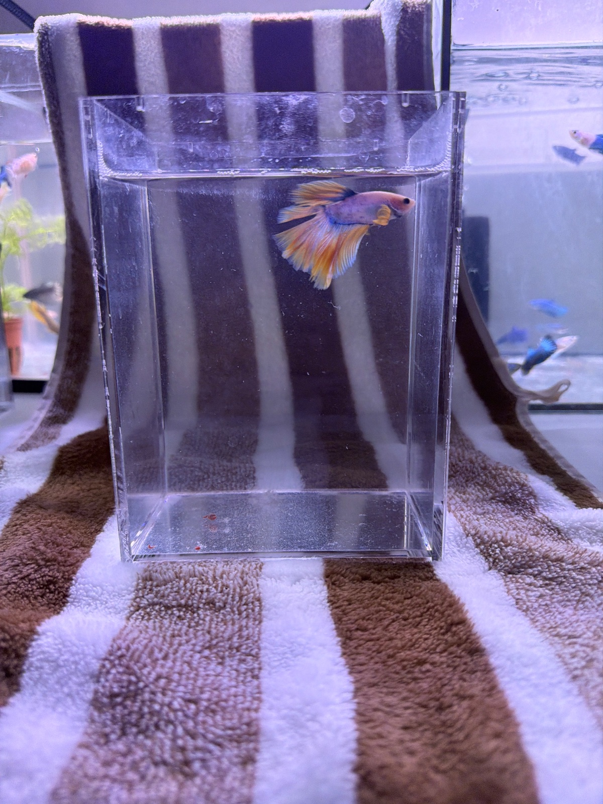 Kiko — Pink, Orange, Blue Male betta fish