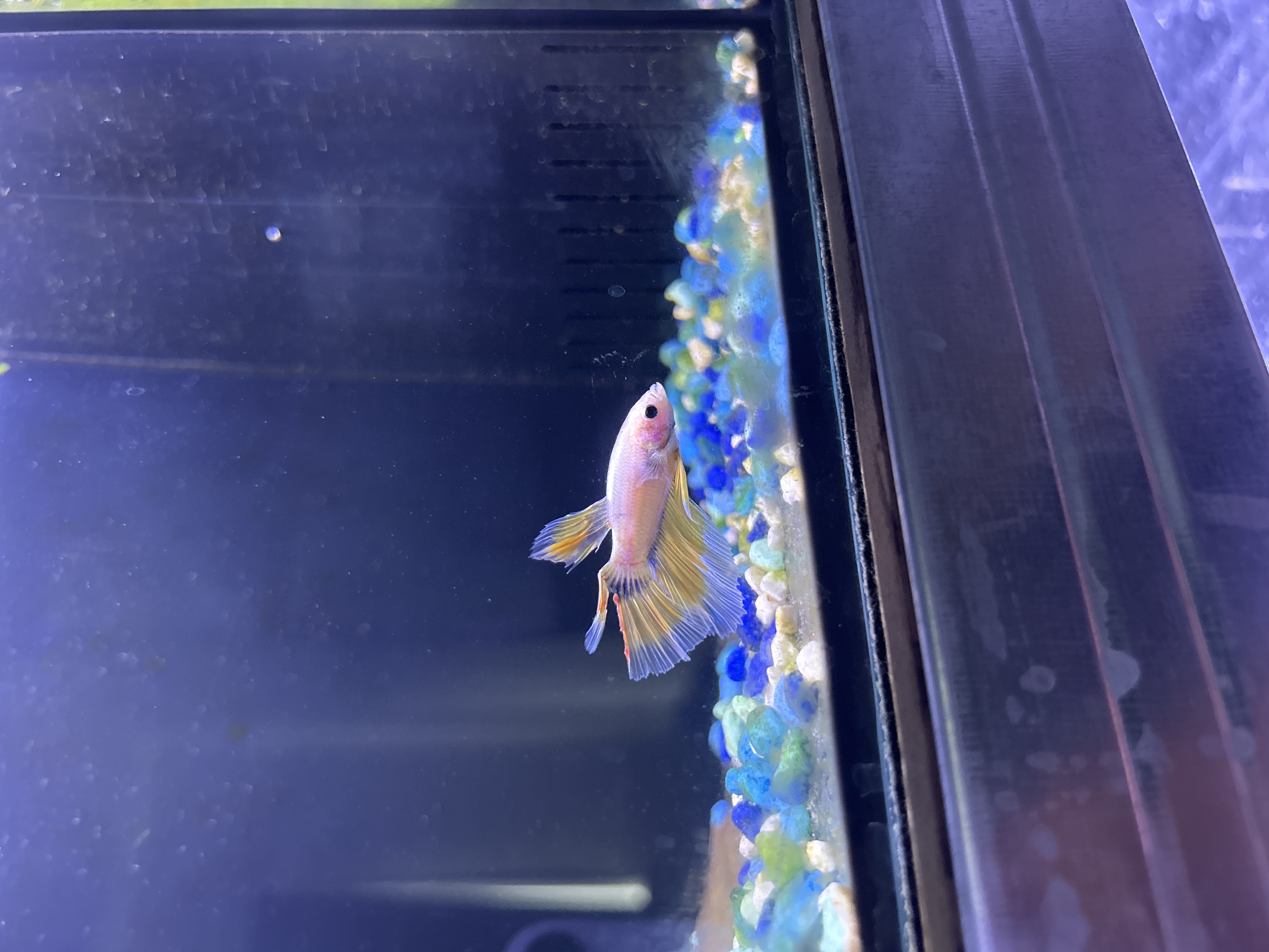Atlas — Yellow, Pink, Blue Male betta fish