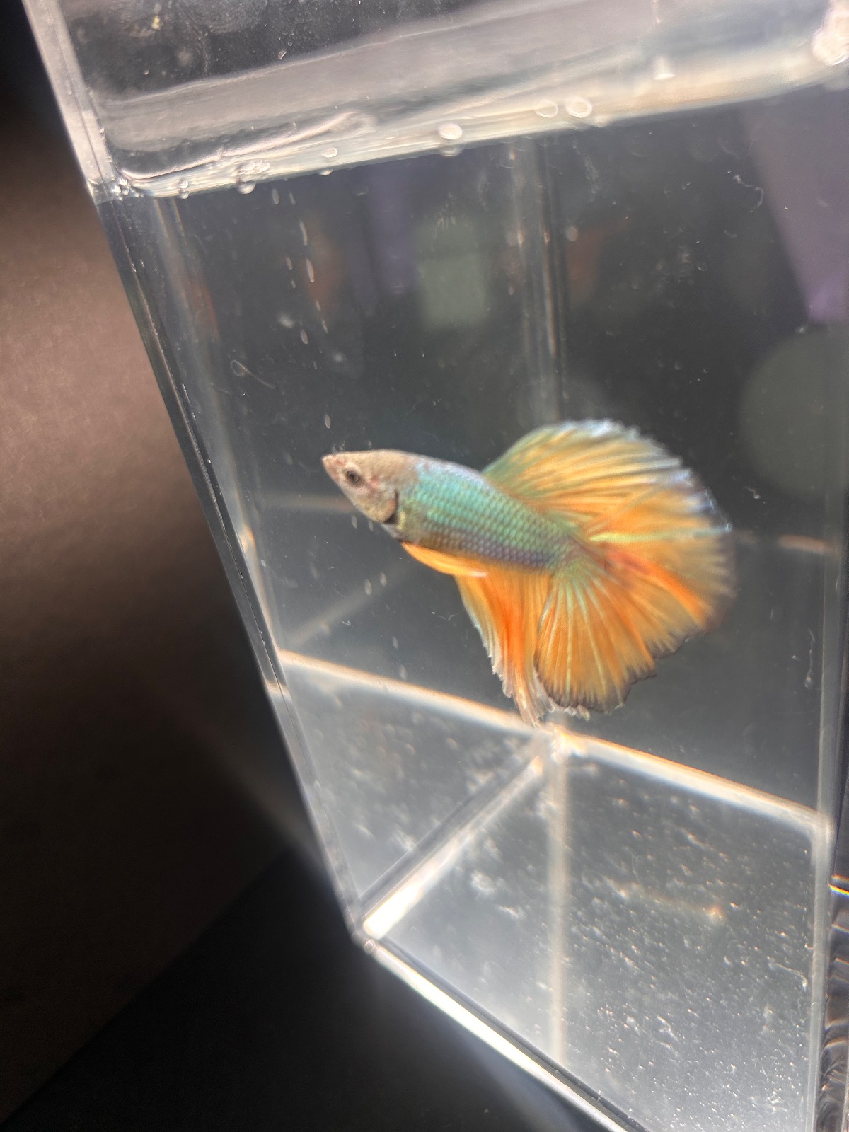 Storm — Blue, Yellow, Green Male betta fish