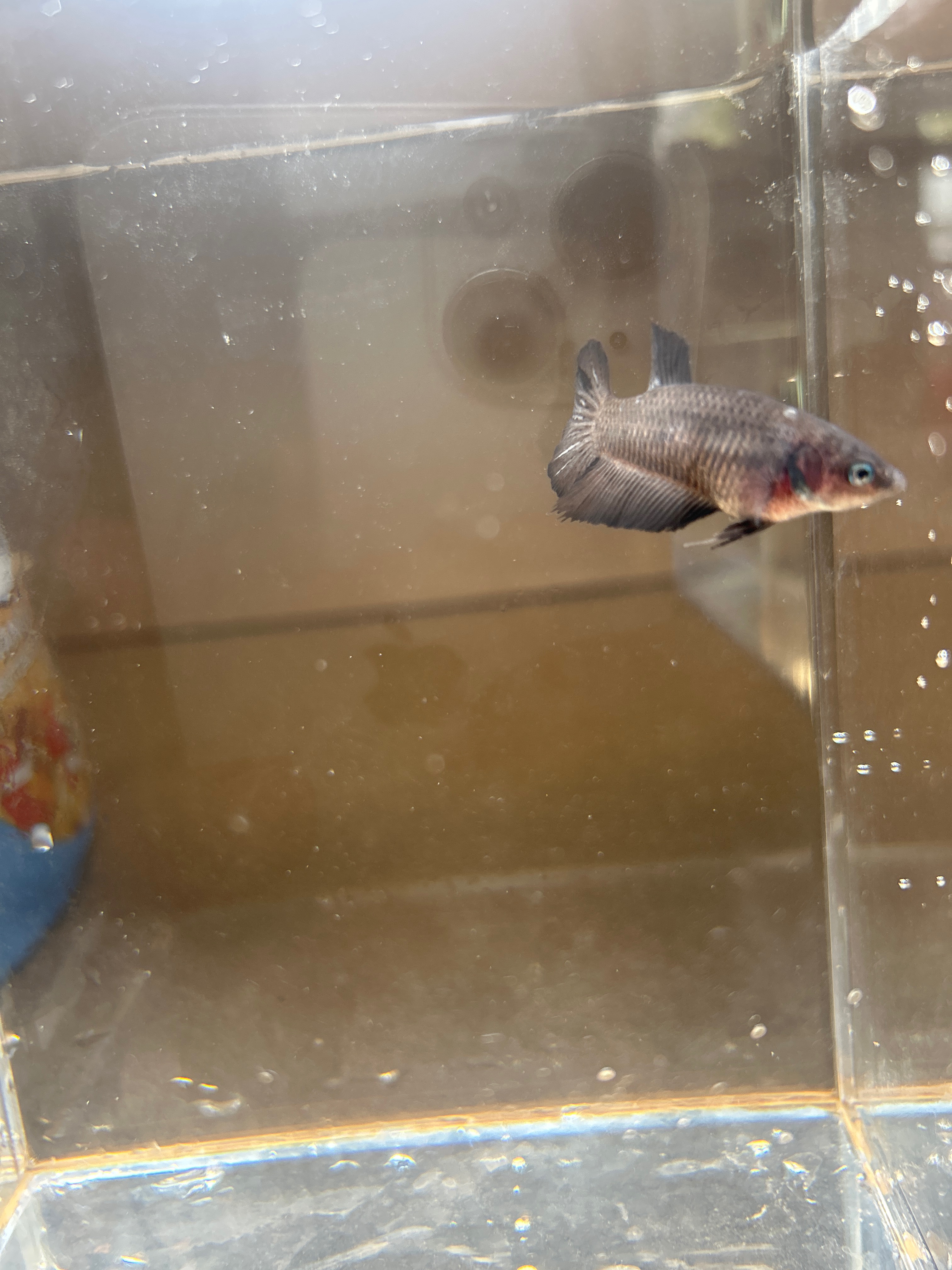 Susan — Black Female betta fish