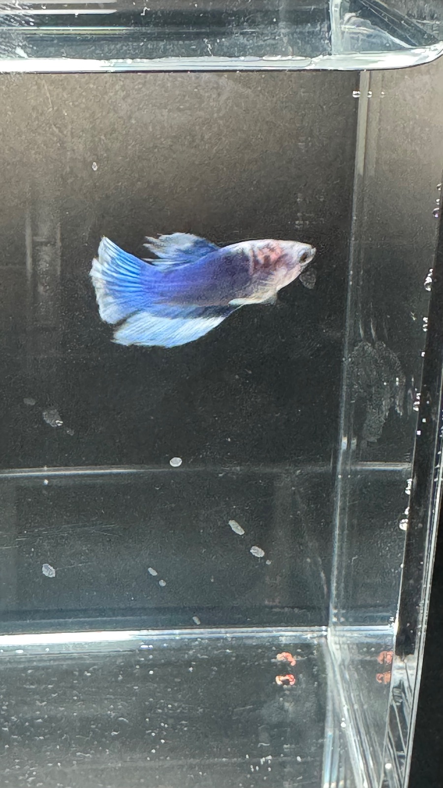 Sonic — Blue, Green, Purple, Black, Multicolour Male betta fish
