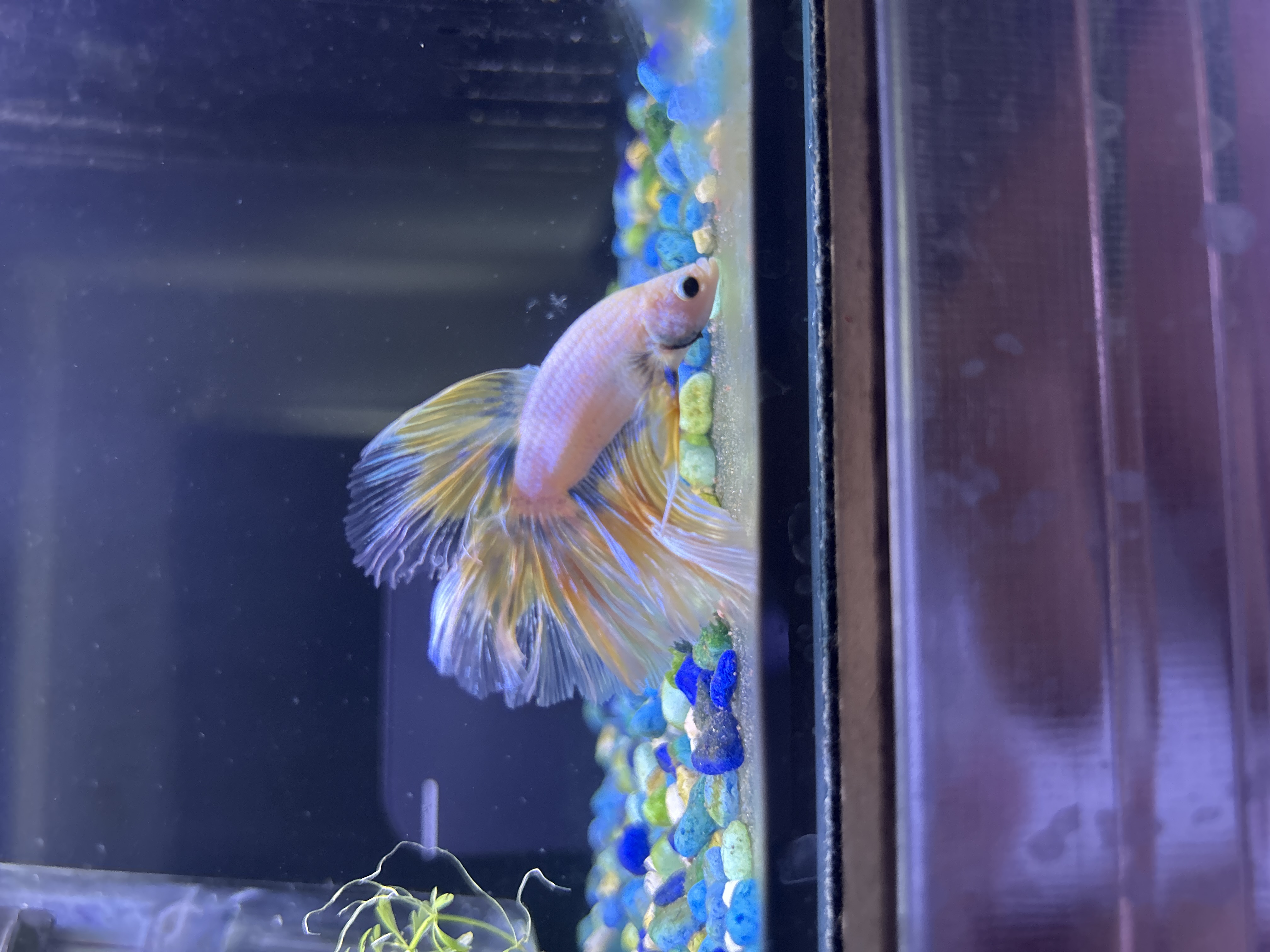 Dutch — Pink, Yellow, Blue Male betta fish