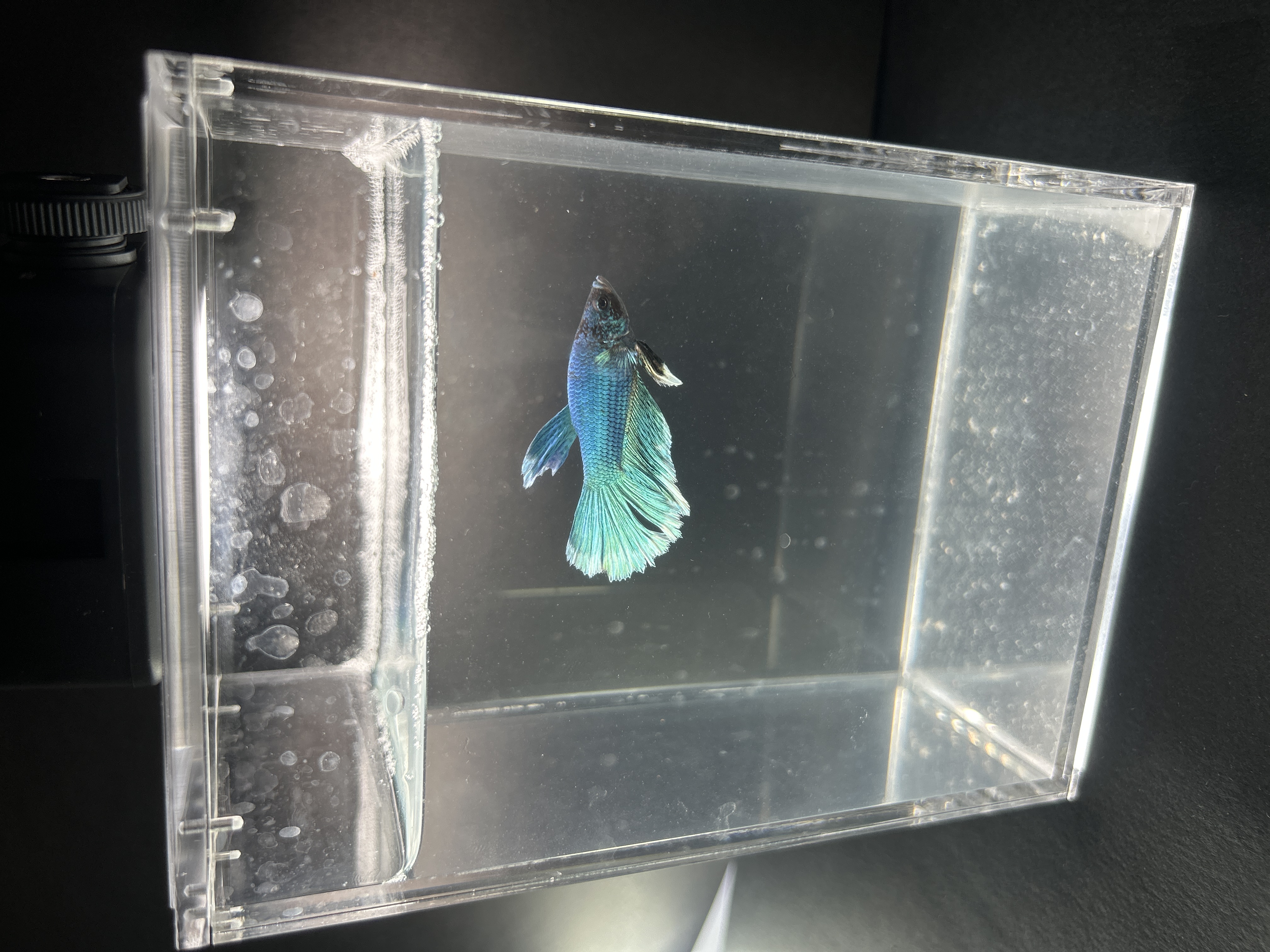 Bluey — Blue, Black, White Male betta fish