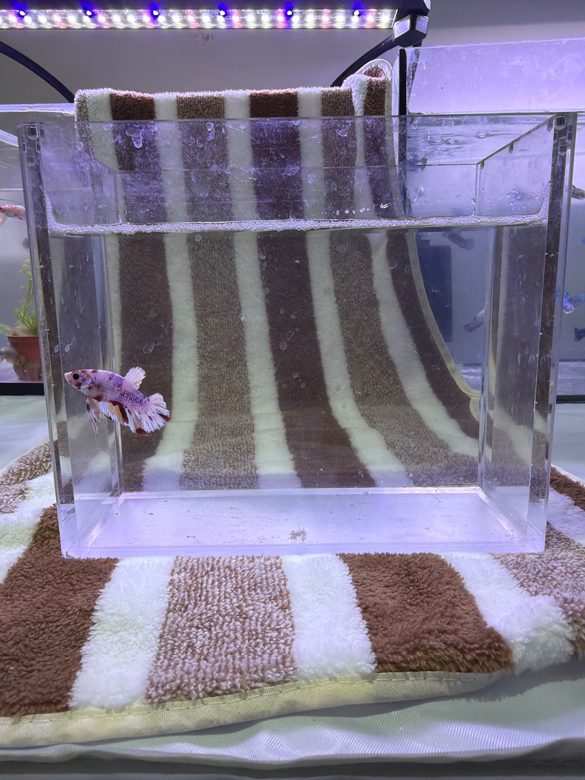 Bubbles — Red, Blue, Green, White Male betta fish