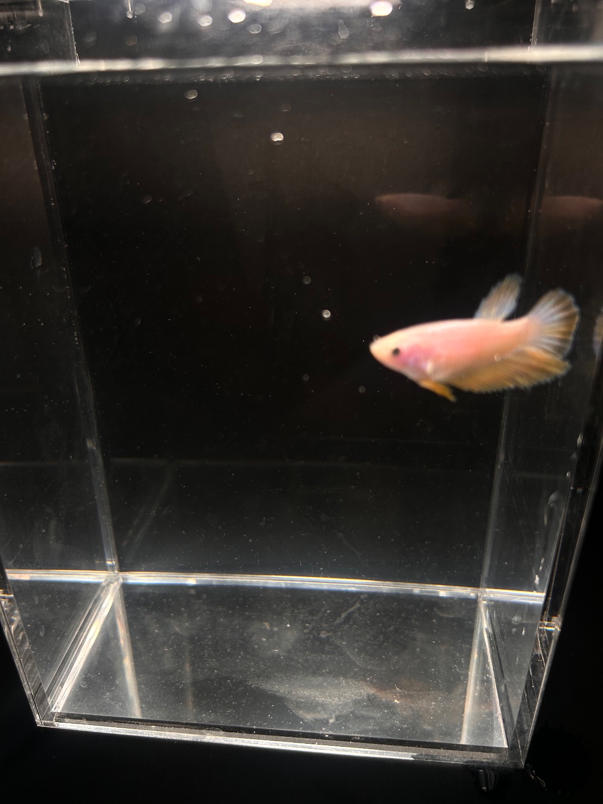 Barbie — Pink, Yellow Female community fish