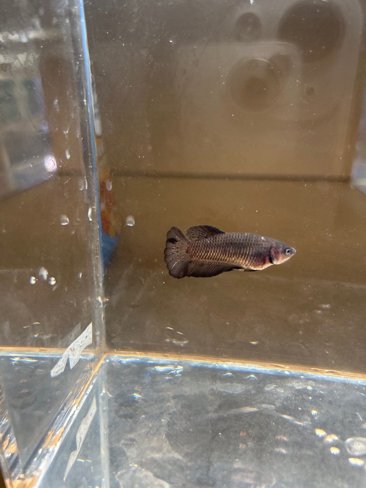 Susan — Black Female betta fish