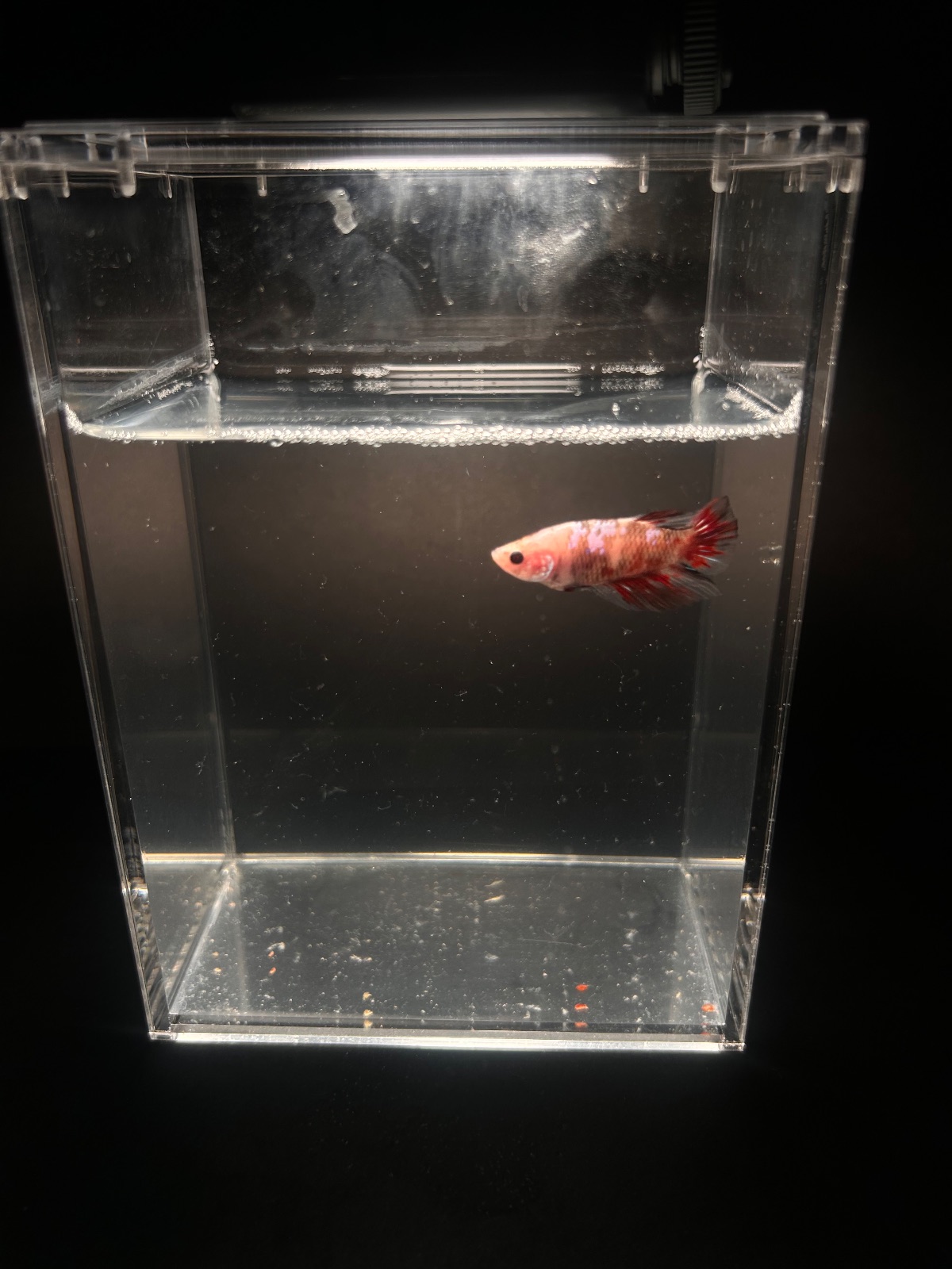 Loki — Red, Black, Multicolour Male betta fish