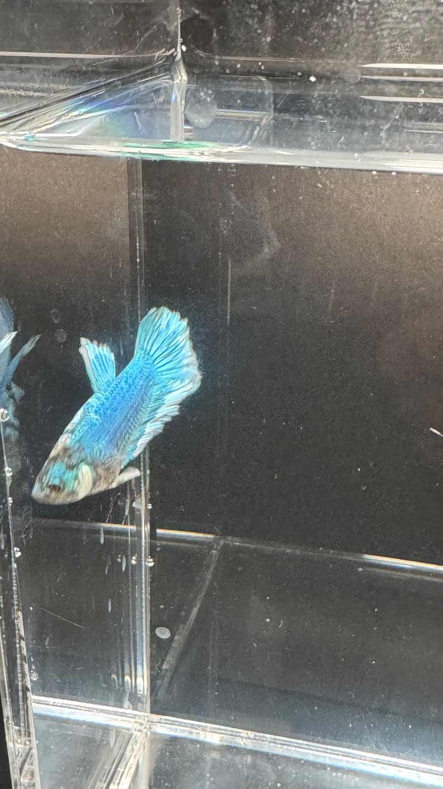 Safari — Blue, Green, Multicolour, White Male betta fish