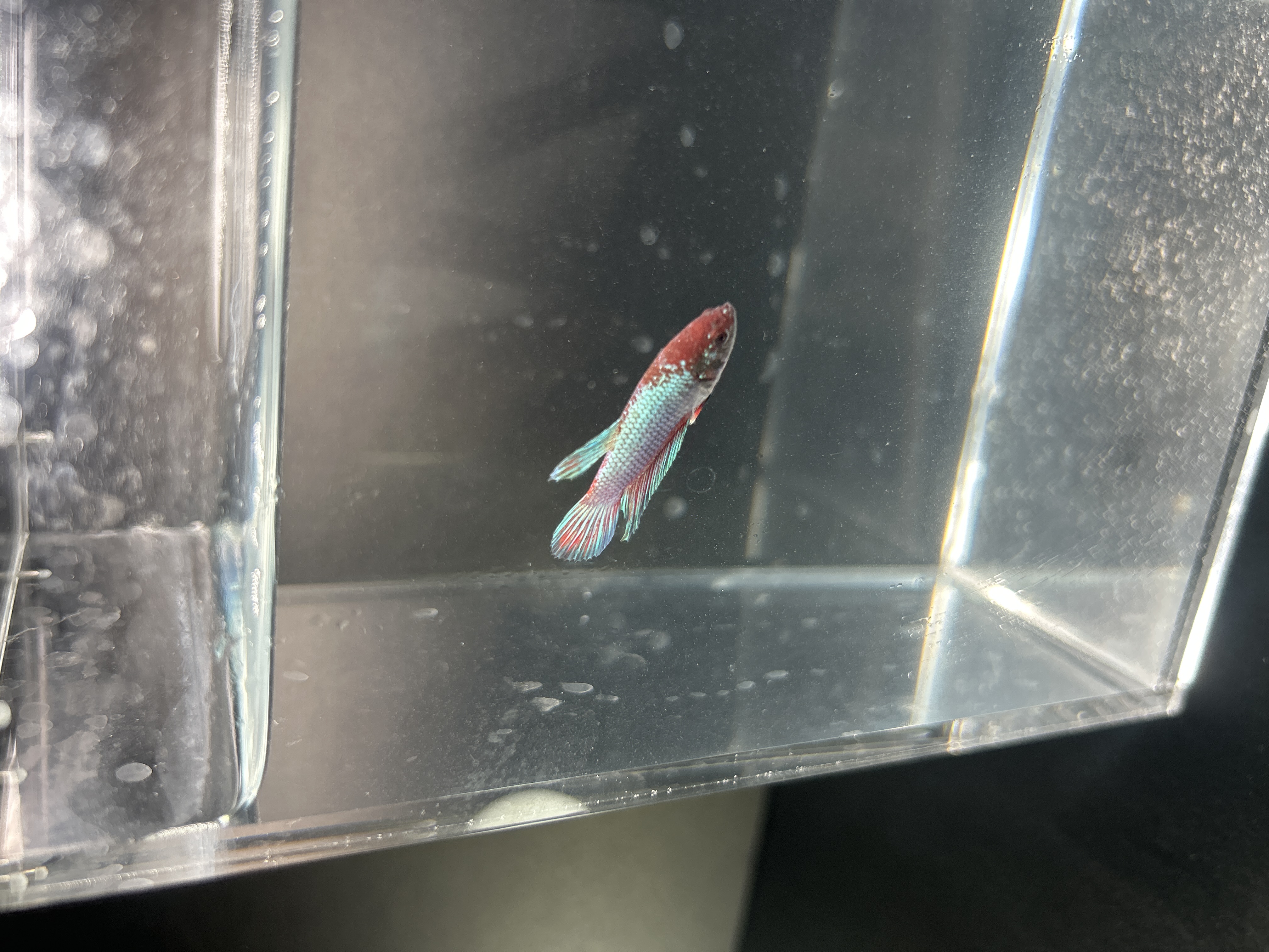 Blaze — Red, Blue, Green, Multicolour Male betta fish
