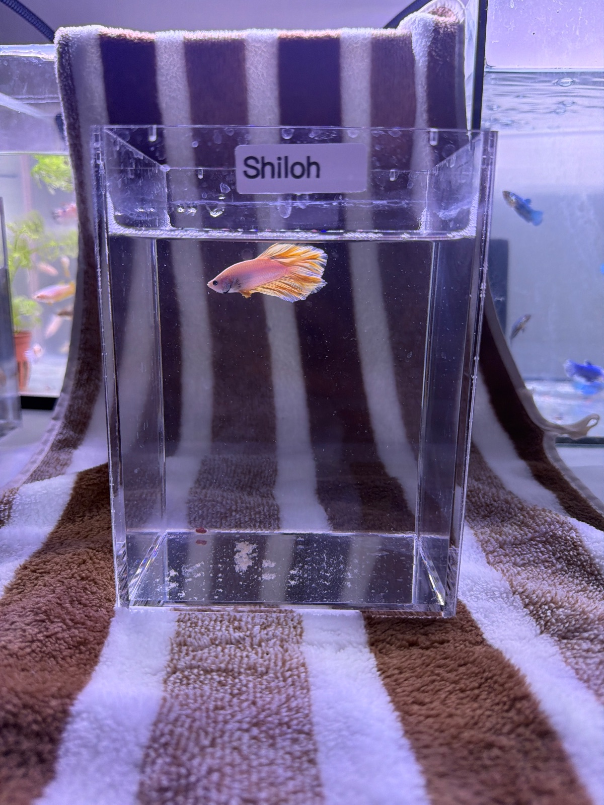 Shiloh — Blue, Pink, Orange Male betta fish