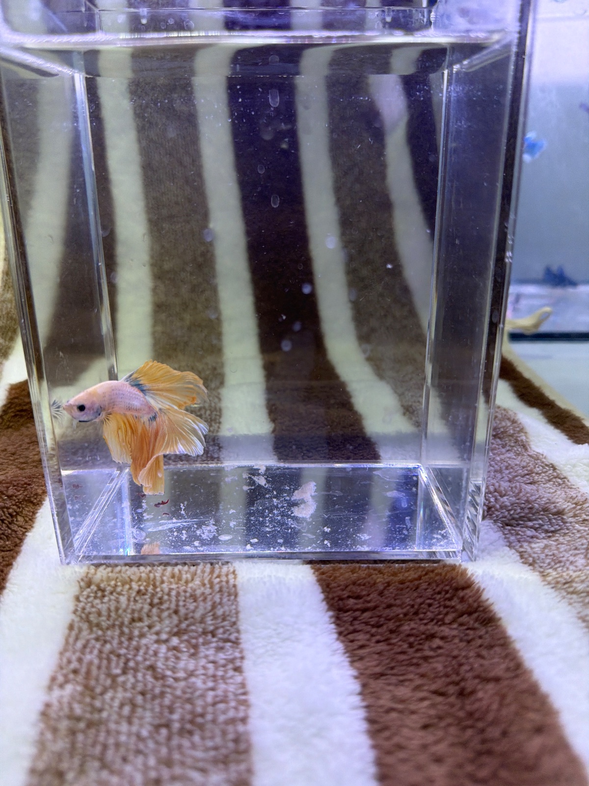 Rowan — Blue, Orange, Pink Male betta fish