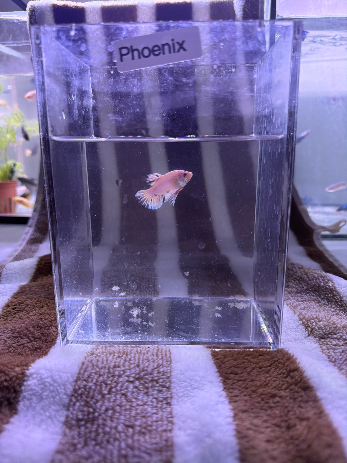 Phoenix — Male betta fish