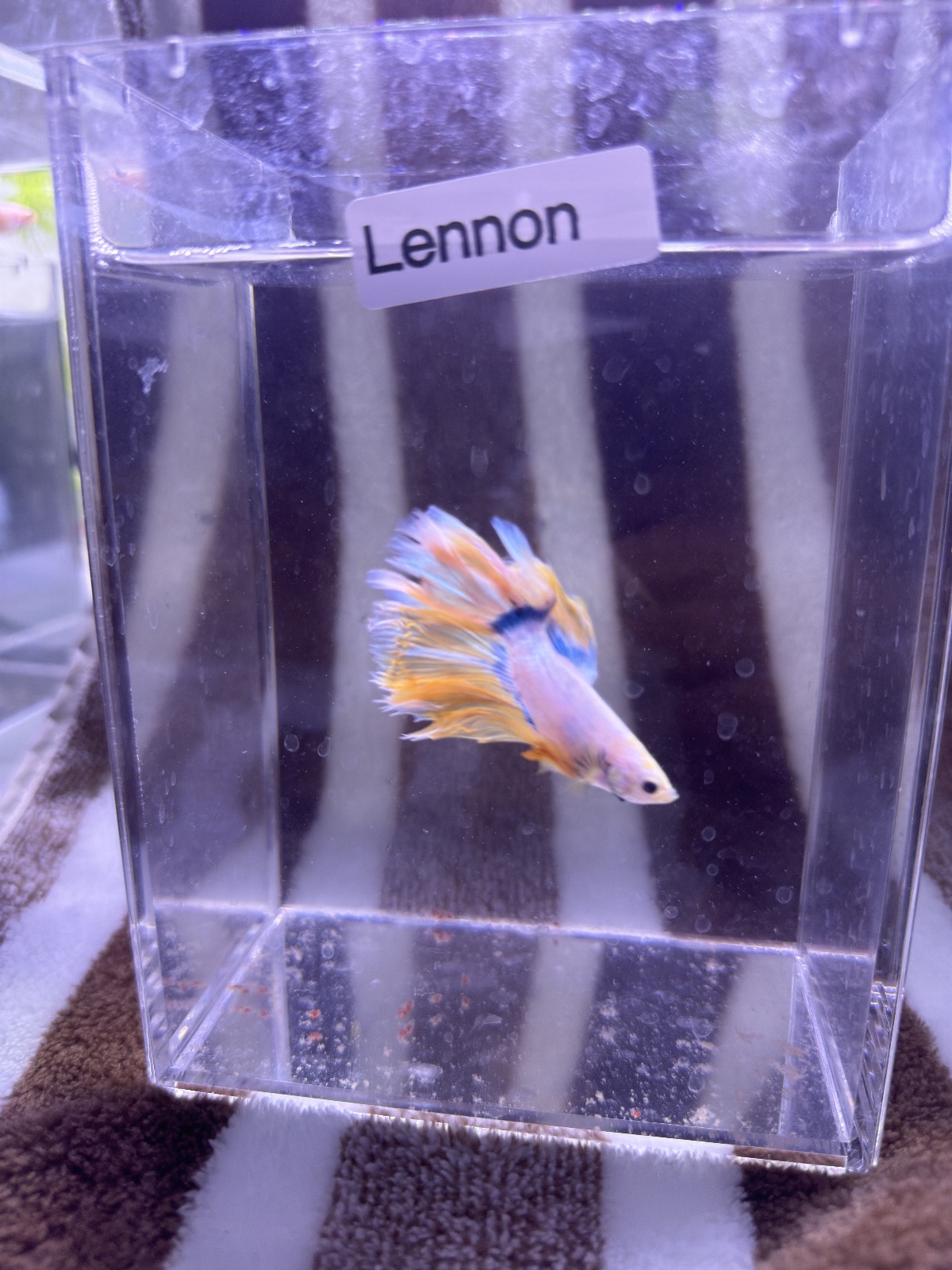 Lennon — Pink, Blue, Yellow Male betta fish
