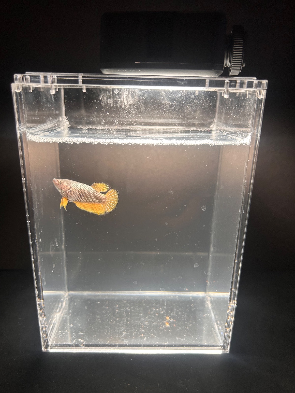 Jade — Black, Yellow Female betta fish