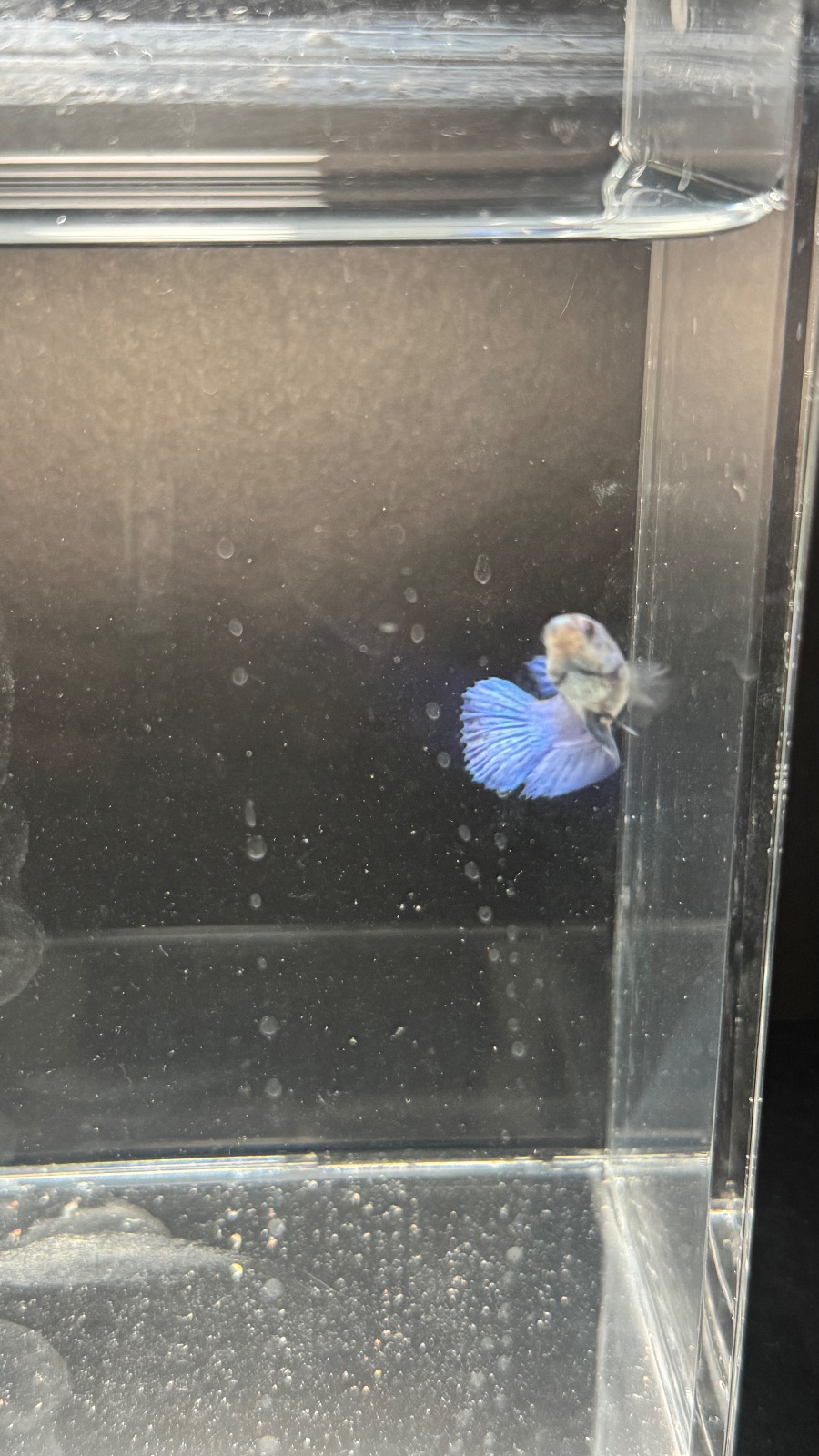 Ocean — Blue, Purple, Pink, White, Multicolour Female betta fish