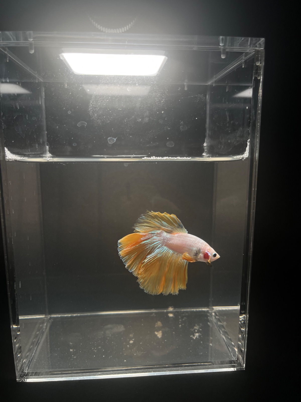Sunflower — Orange, White Male betta fish