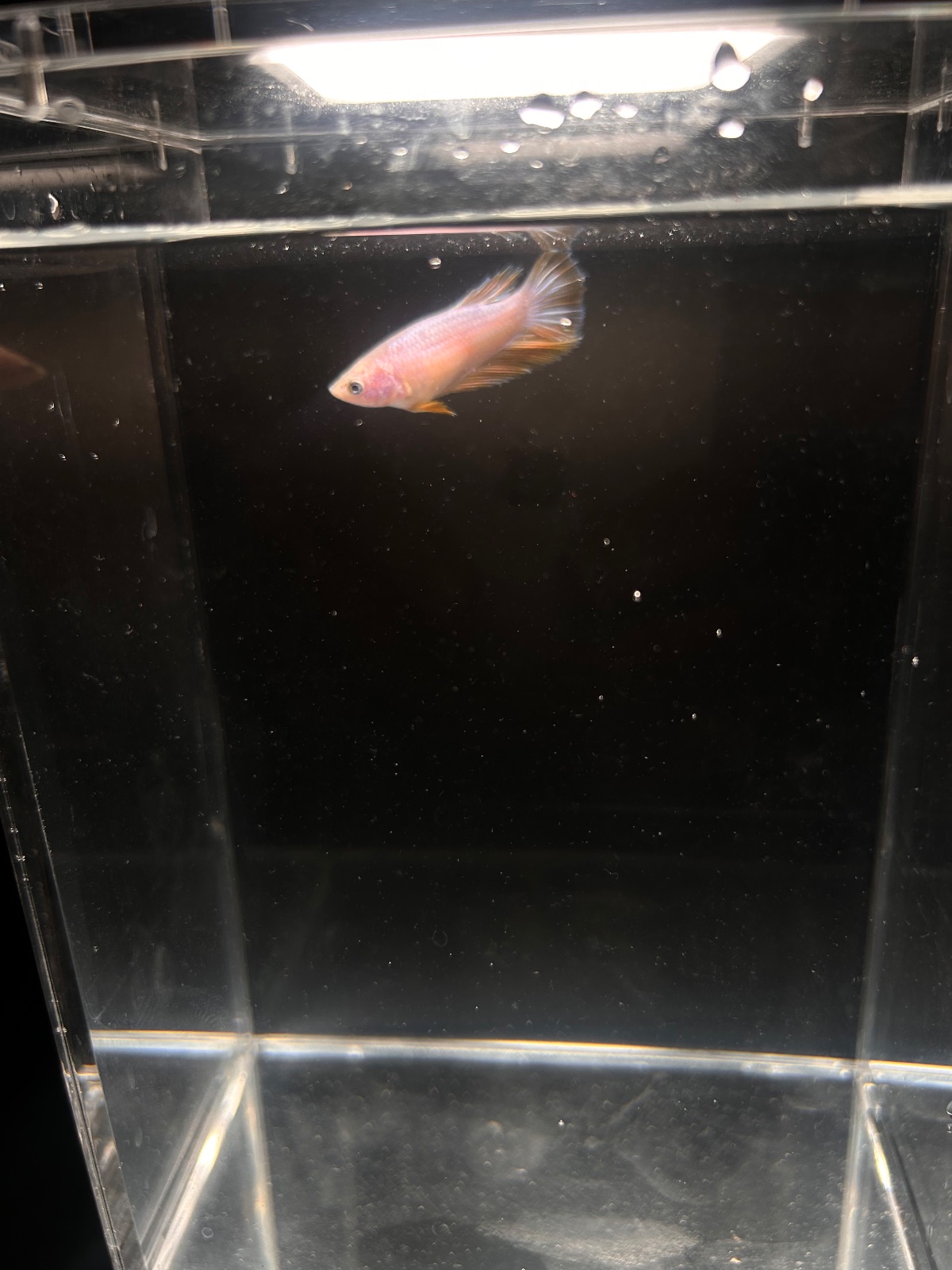 Barbie — Pink, Yellow Female community fish