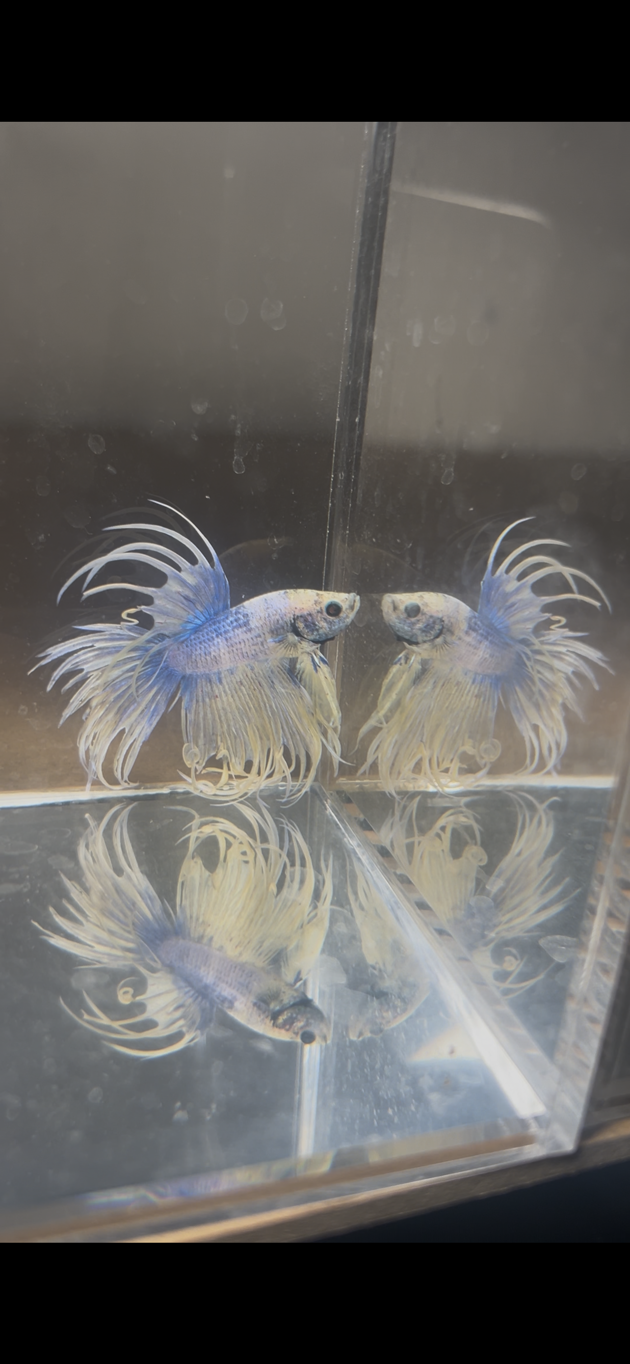 Axel — Blue, Yellow Male betta fish
