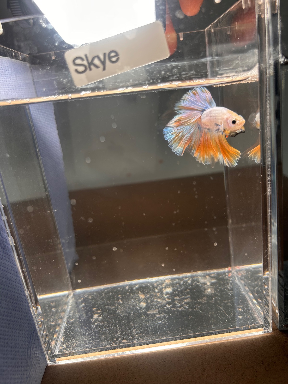 Skye — Yellow, Blue, Purple Male betta fish